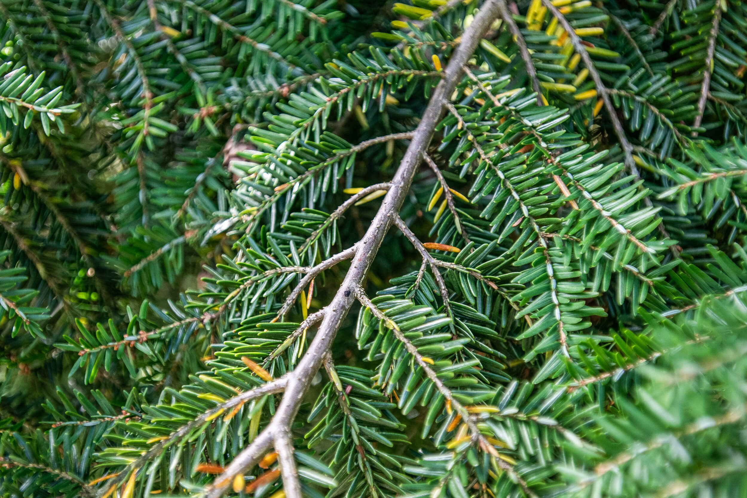 Eastern hemlock, Purdue Fort Wayne,Tree species, Natural beauty, 2500x1670 HD Desktop