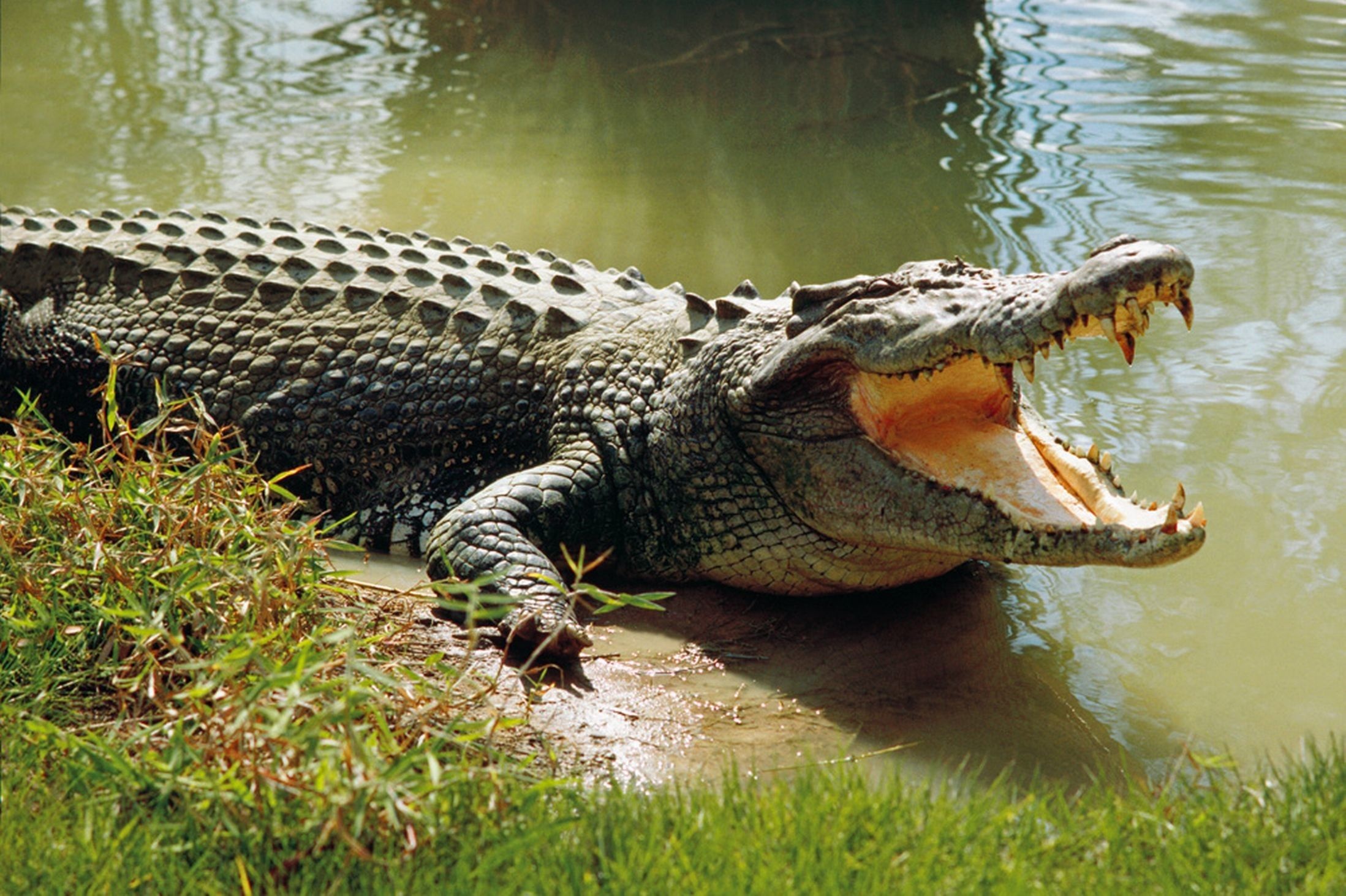 Crocodile, Reptile species, Aquatic predator, Powerful jaws, 2200x1470 HD Desktop