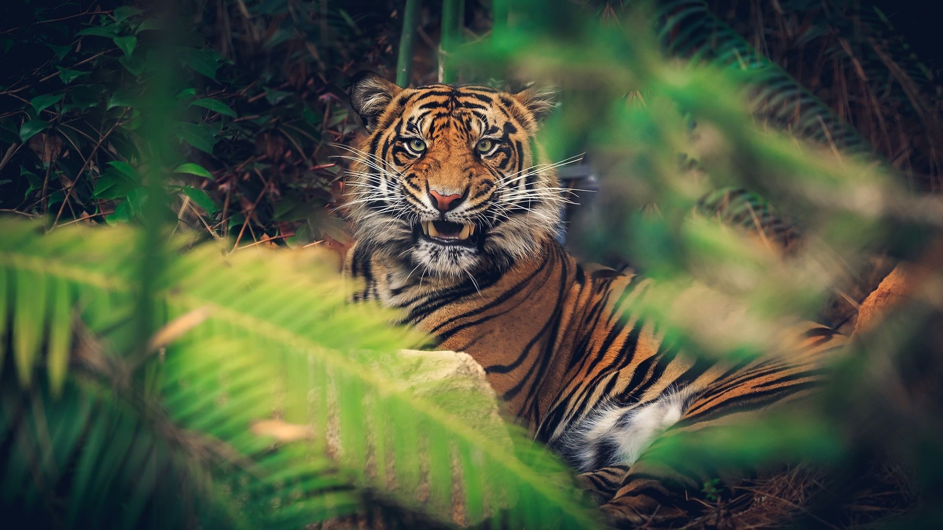 Jungle Animal, Ultra HD animal wallpapers, Stunning visual quality, Wildlife in detail, 1920x1080 Full HD Desktop