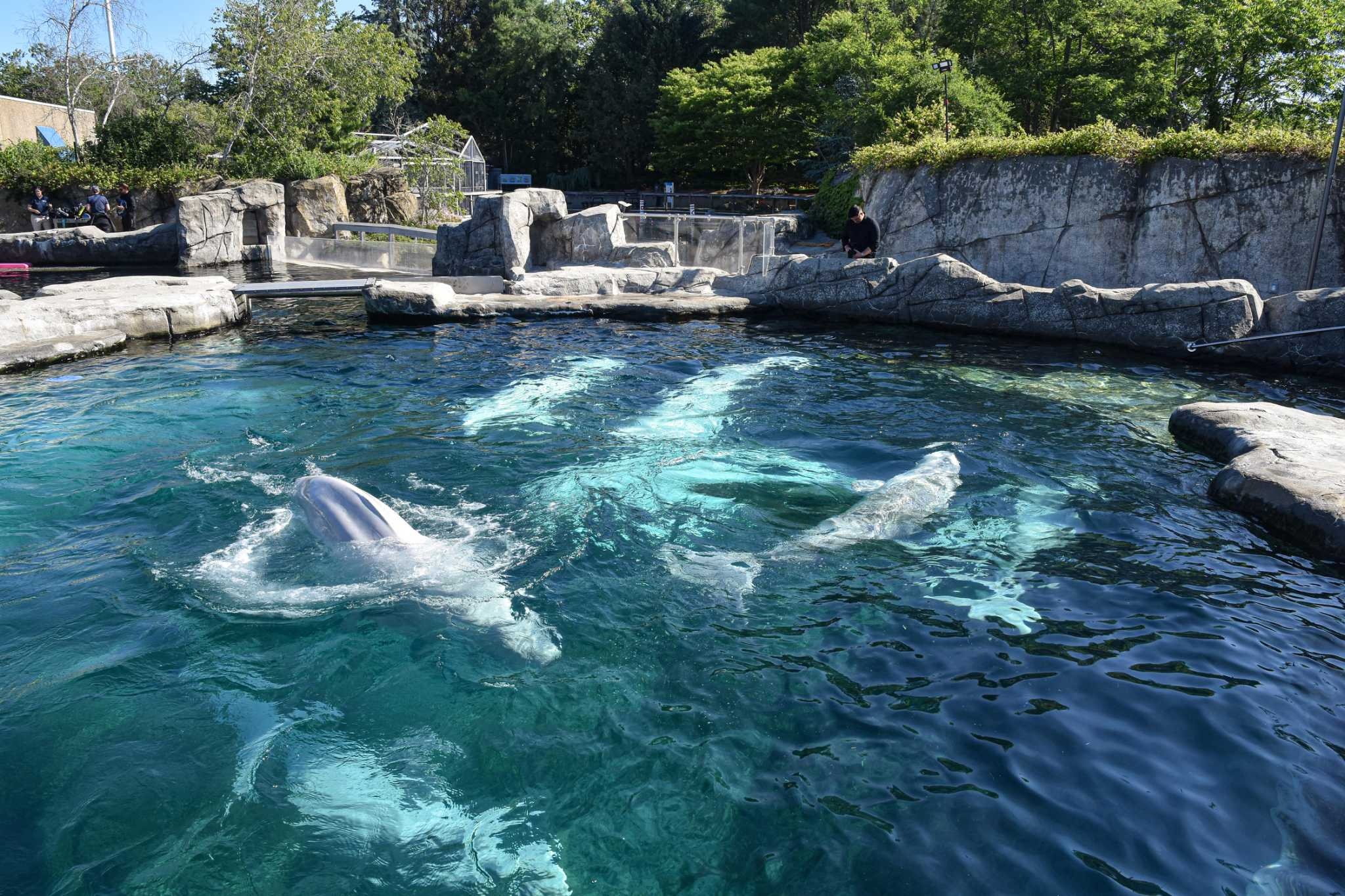 Mystic Aquarium, Belugas meet, New arrivals, Connecticut, 2050x1370 HD Desktop