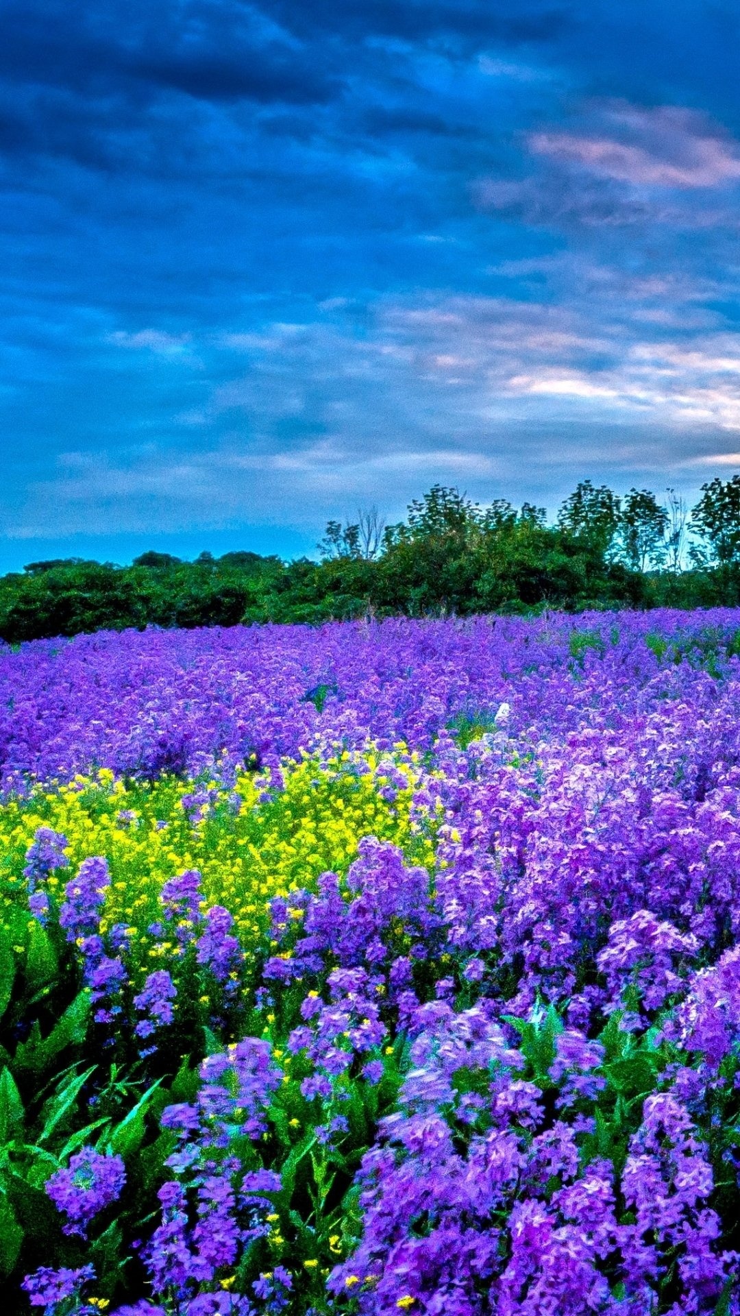 Earth field, Nature's carpet, Wide expanse, Peaceful sanctuary, 1080x1920 Full HD Phone