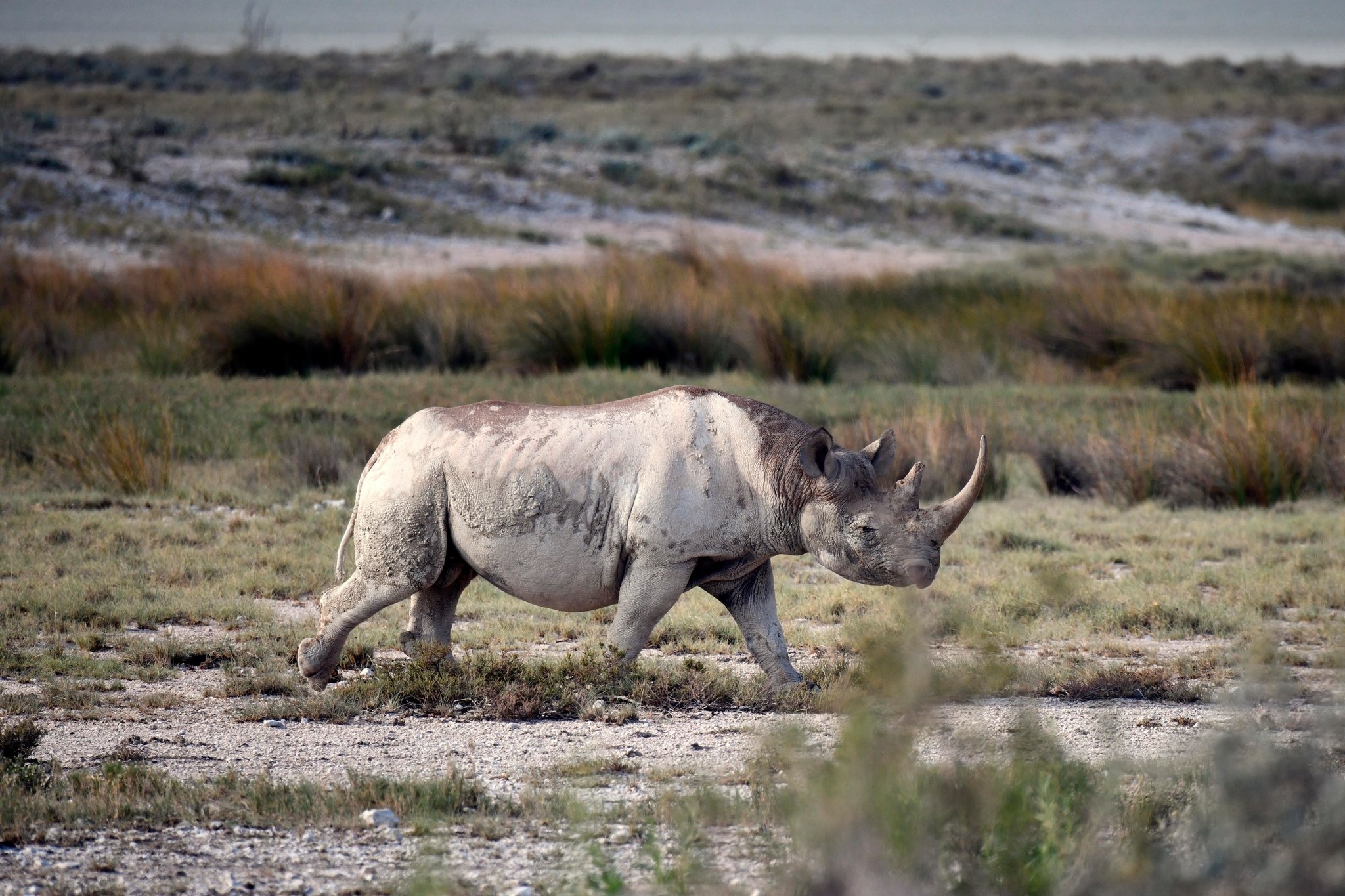 Trophy hunter, Rare rhino, Conservation controversy, Ethical debate, 2050x1370 HD Desktop