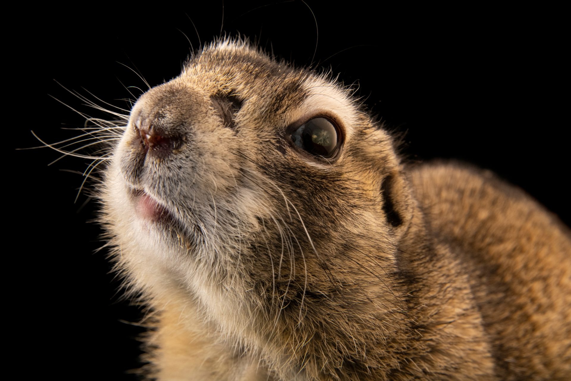 Joel Sartore, Wildlife photography, 1920x1280 HD Desktop