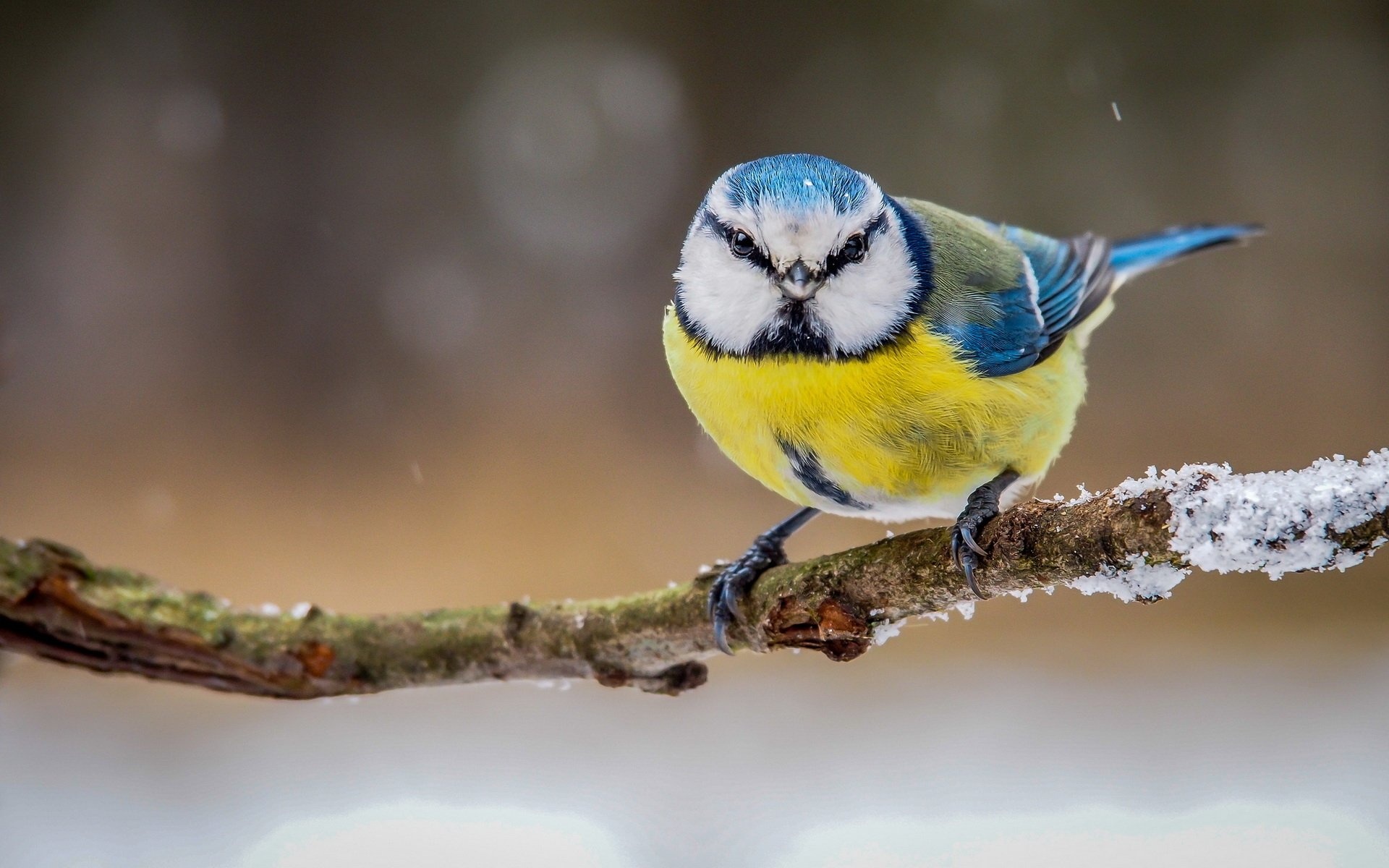 Eurasian Blue Tit, Colorful Plumage, Tiny Beauty, Captivating Song, 1920x1200 HD Desktop