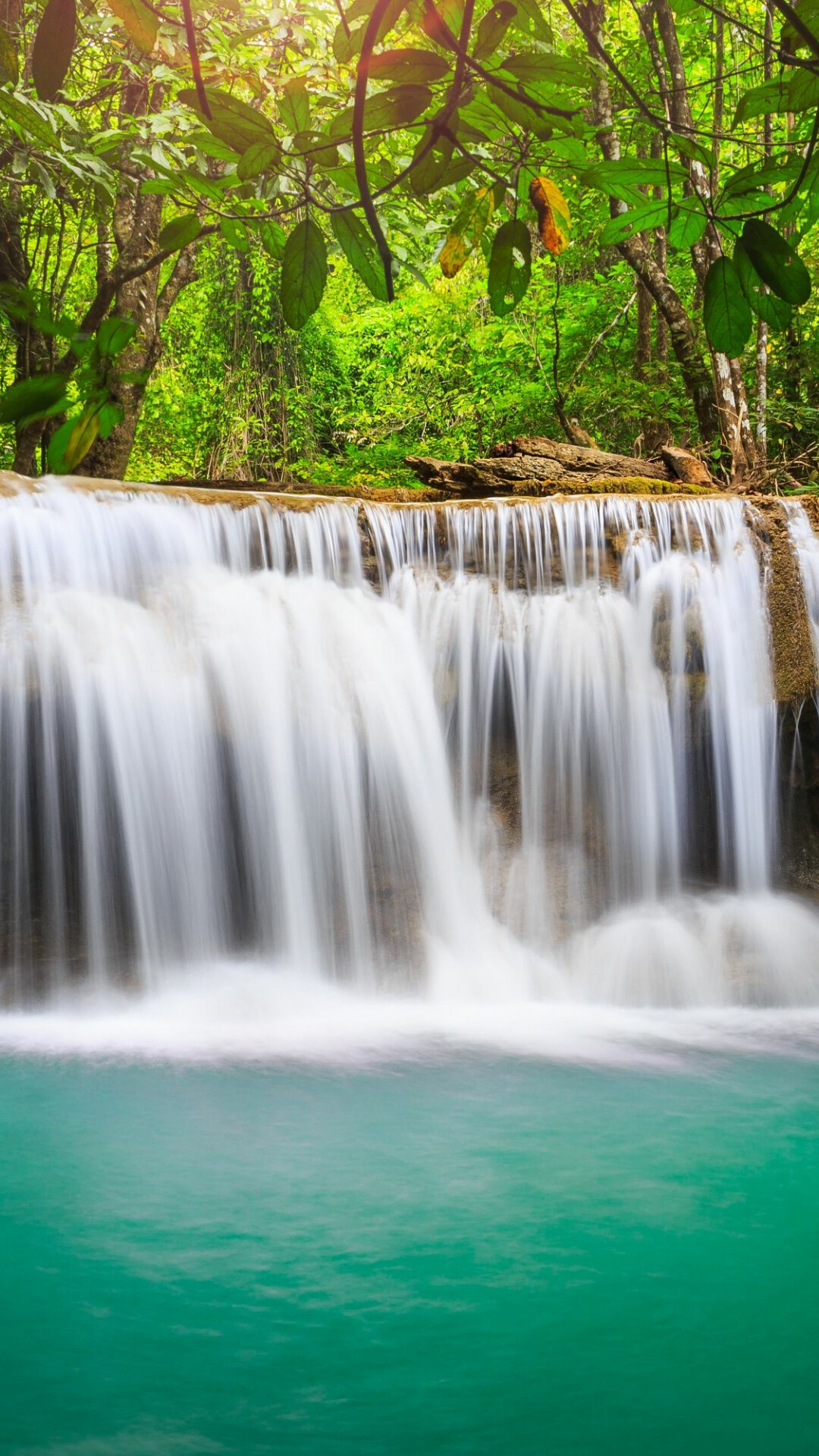 Jungle paradise, HD wallpaper, Enveloping nature, Captivating visuals, 1080x1920 Full HD Phone