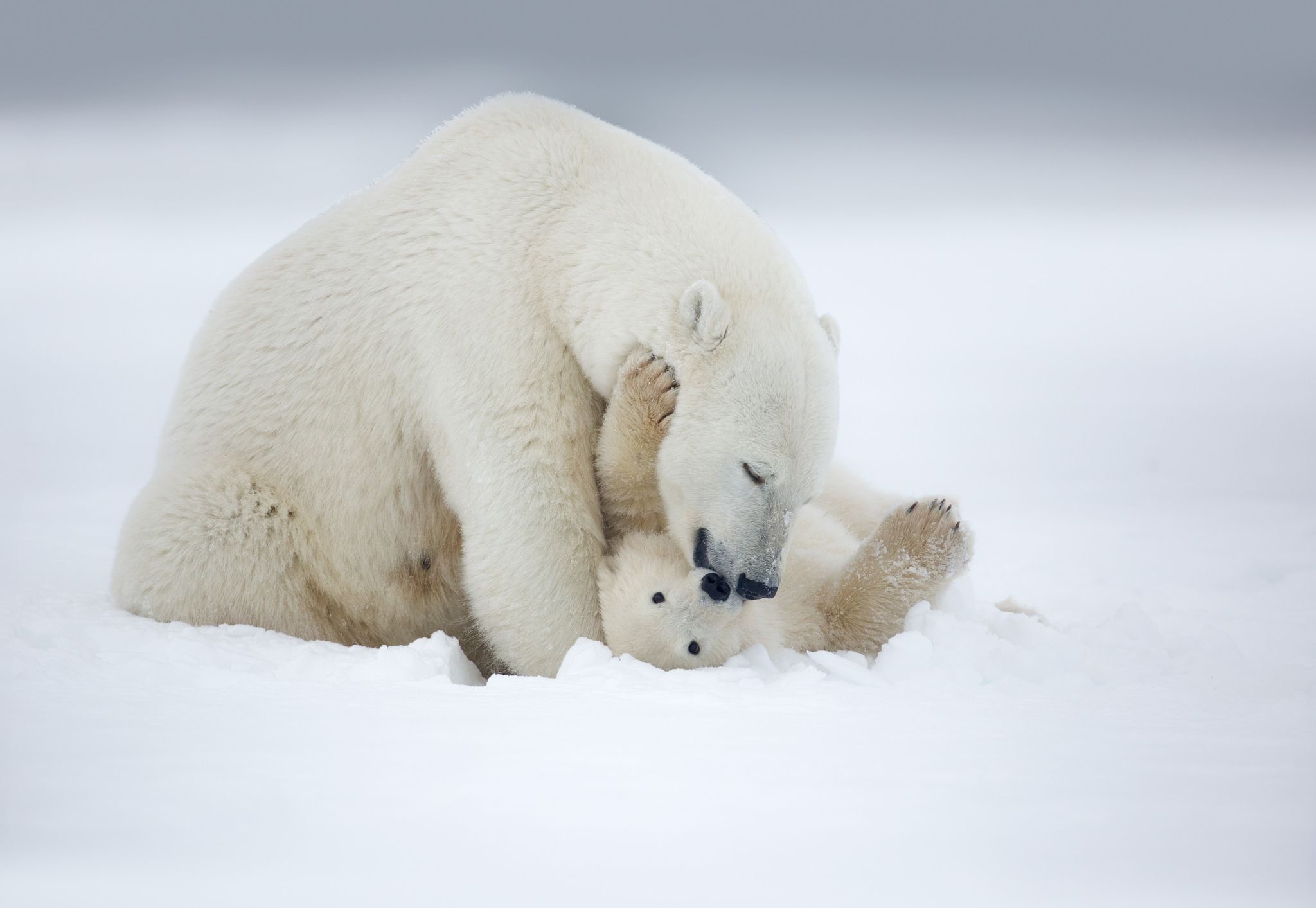 Amazing animal photos, Polar bear admiration, Cute bear cubs, Nature's wonders, 2050x1420 HD Desktop