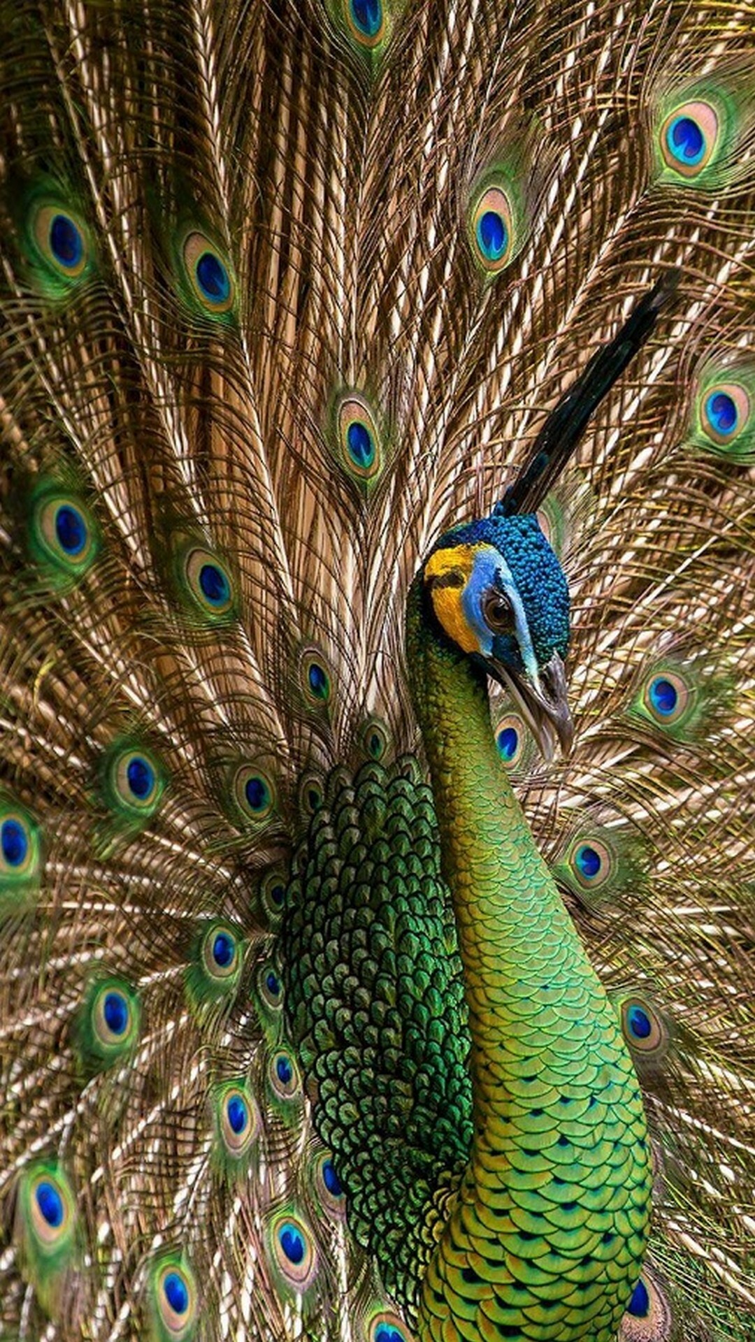 Peacock wallpapers, Striking beauty, Captivating backgrounds, Nature's marvel, 1080x1920 Full HD Phone