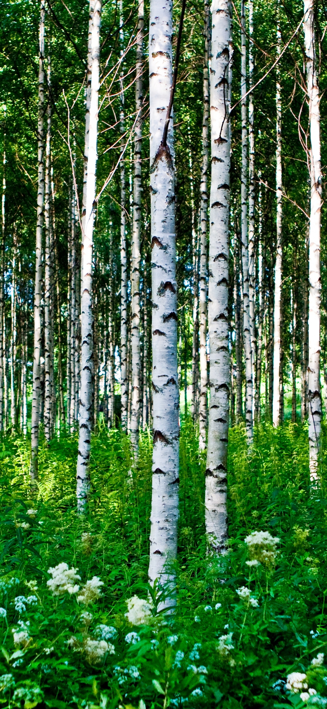 Forest trees birch, Grass flowers summer, tablet explore, 1130x2440 HD Phone