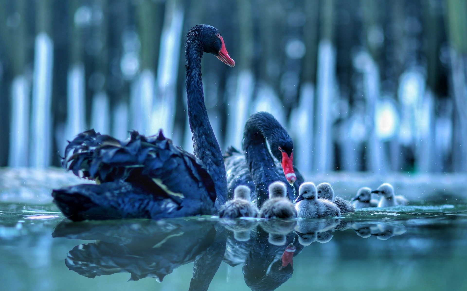 Black Swans, Lake, Chicks, Beautiful birds, 1920x1200 HD Desktop