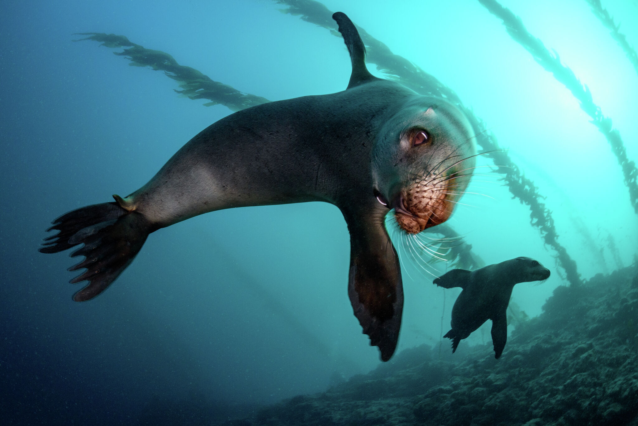 St. Louis Zoo, Sea Lions Wallpaper, 2050x1370 HD Desktop