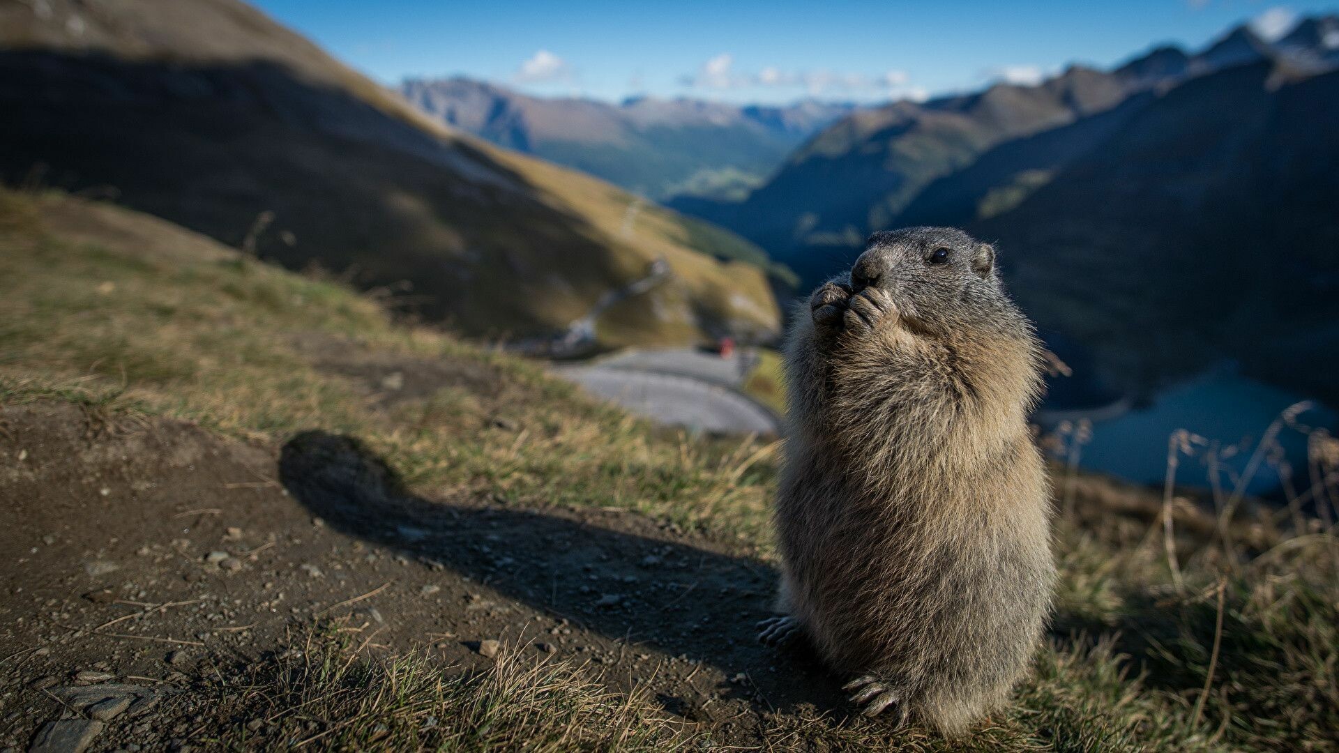 Marmot wallpapers, Top free backgrounds, Cute marmot images, Playful creatures, 1920x1080 Full HD Desktop