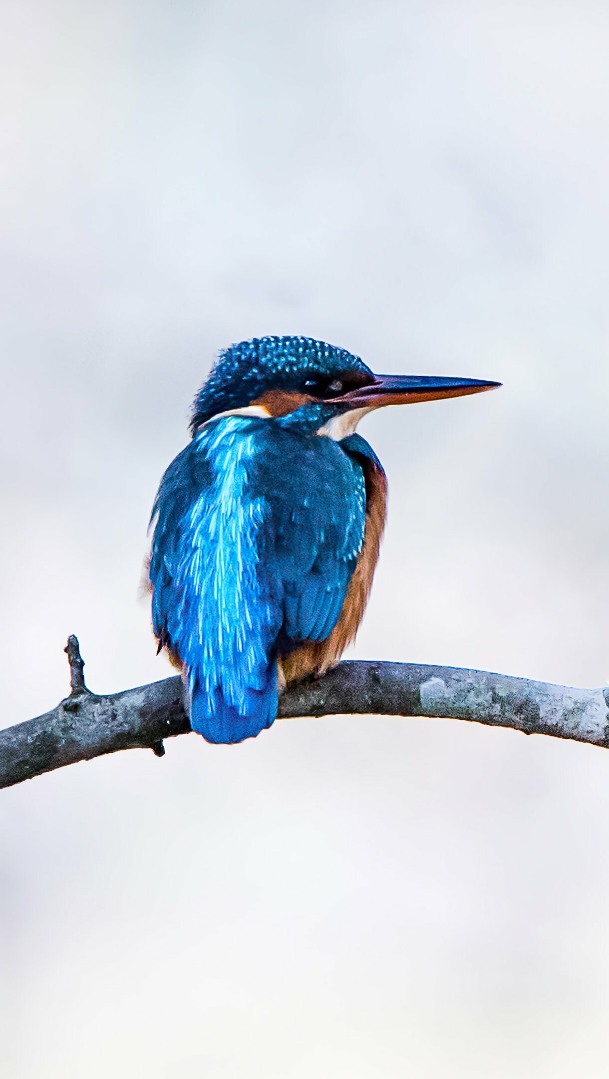 Bird, Kingfisher Bird Wallpaper, 4K Ultra HD, 1220x2160 HD Phone