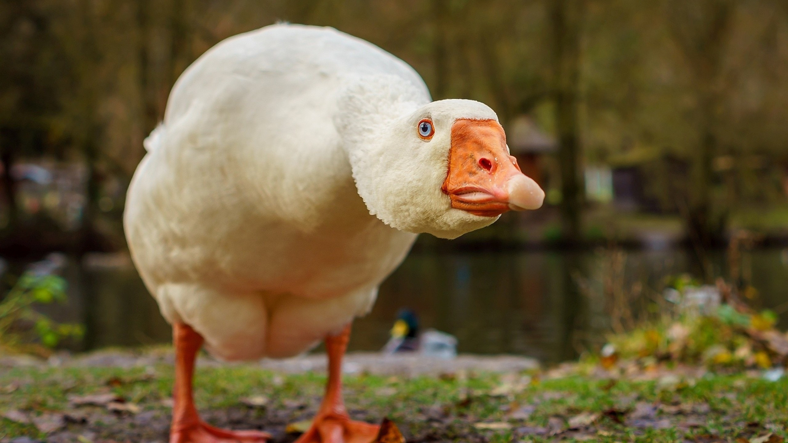 Awkward goose, Blurred wallpapers, iMac 27-inch, Artistic appeal, 2560x1440 HD Desktop