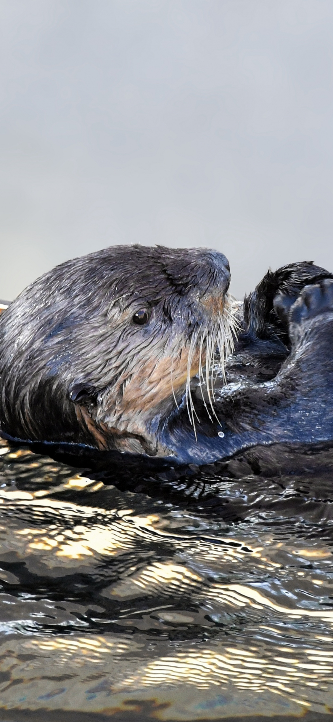 Aquatic otter image, iPhone wallpaper bliss, Swims in serenity, Breathtaking background, 1130x2440 HD Phone