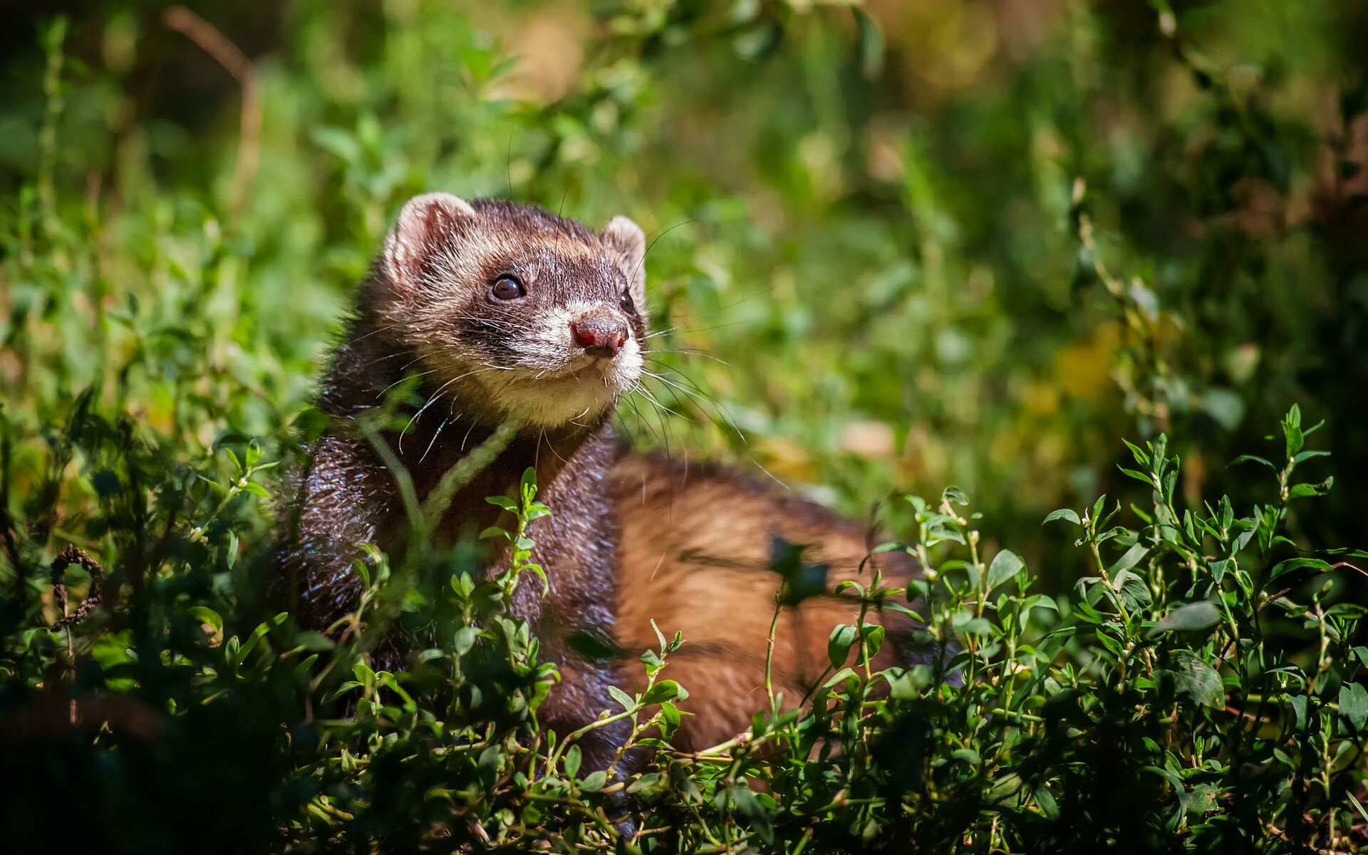 Ferret adorableness, Lovely pet, Beautiful coat, Endearing expression, 1920x1200 HD Desktop