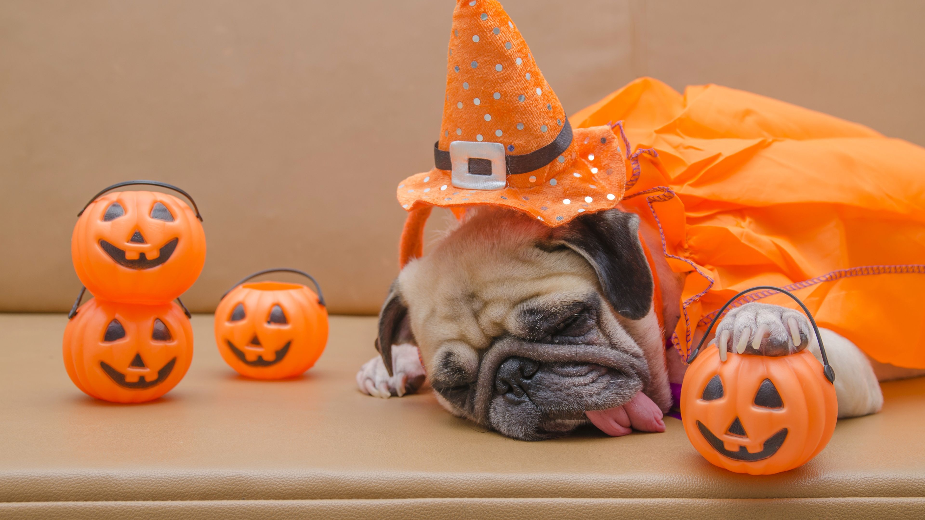 Pug, Halloween Pets Wallpaper, 3840x2160 4K Desktop