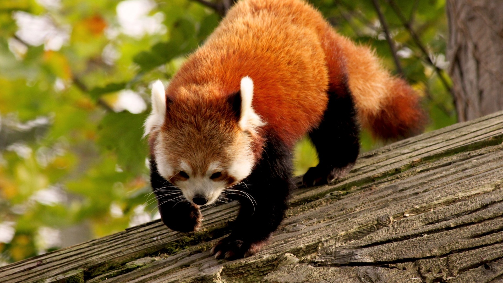 Red panda, Wild Animals Wallpaper, 1920x1080 Full HD Desktop