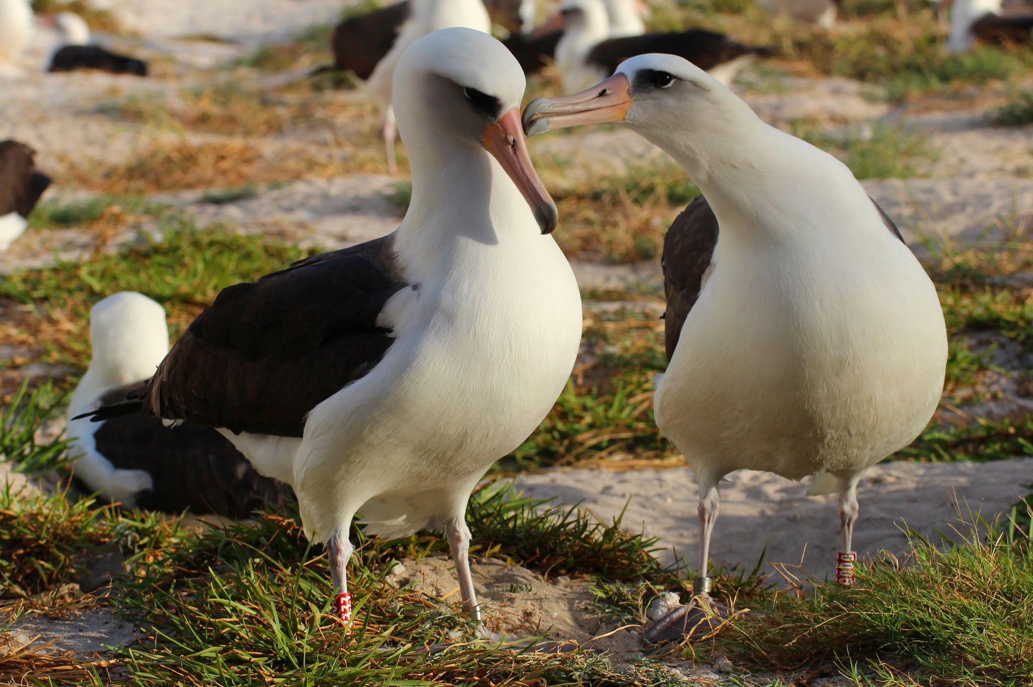 Wisdom the albatross, Iconic avian symbol, Epitome of longevity, Living legend, 2050x1370 HD Desktop