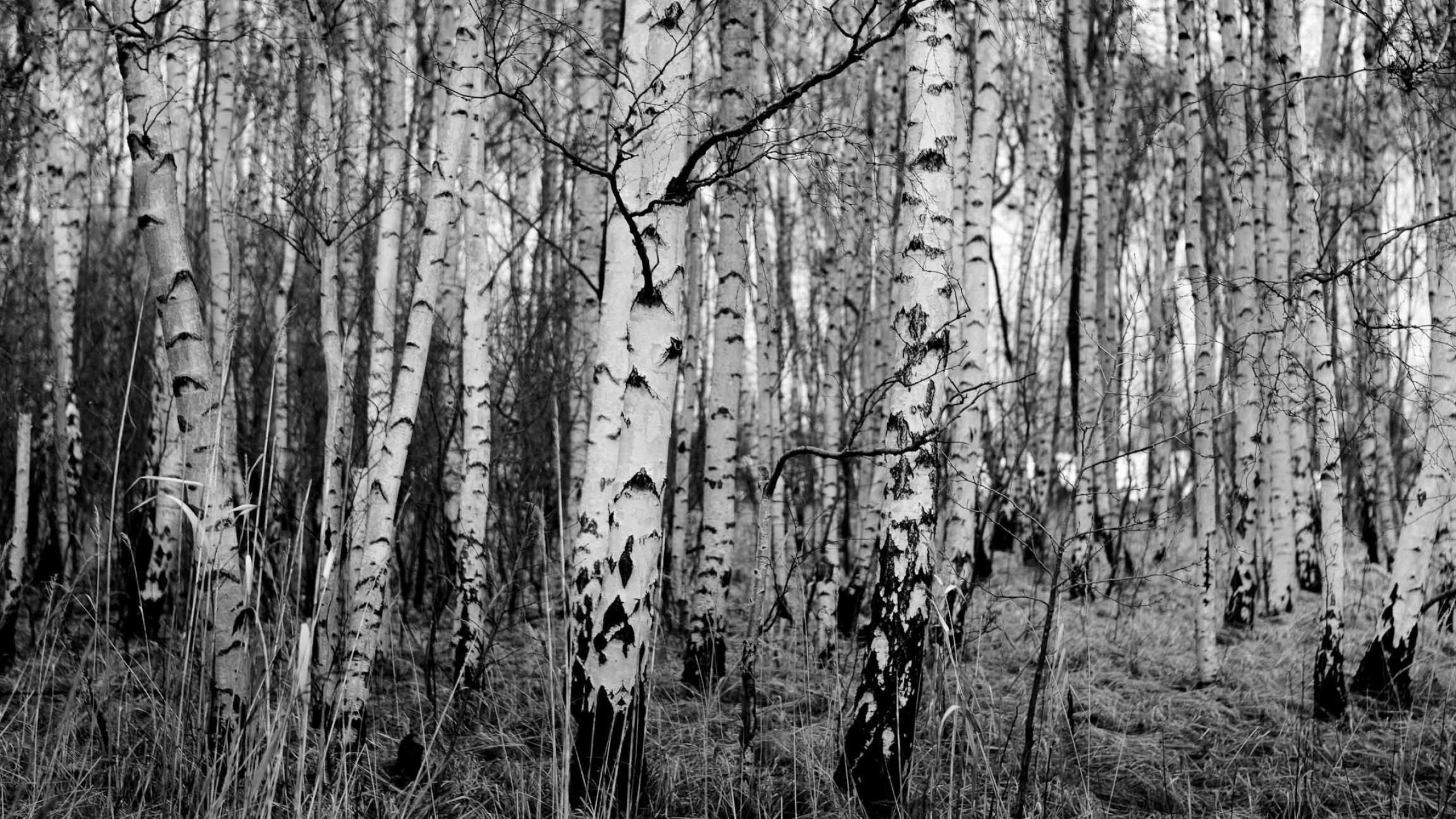 Birch wallpapers, Birch backgrounds, 2560x1440 HD Desktop