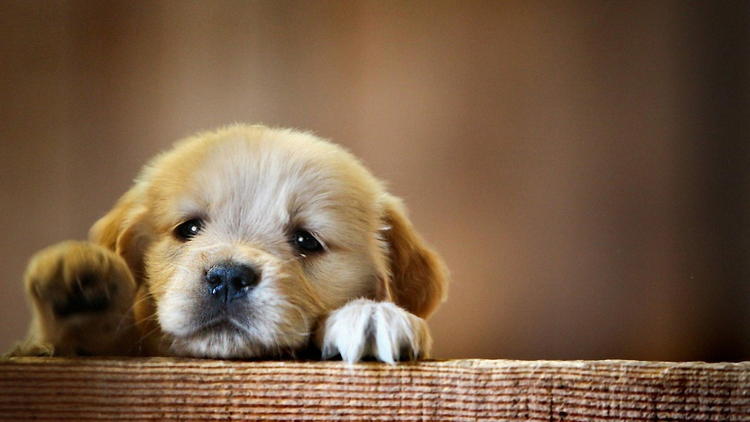 Puppy wallpapers, TrumpWallpapers, Adorable, Fun and playful, 2560x1440 HD Desktop