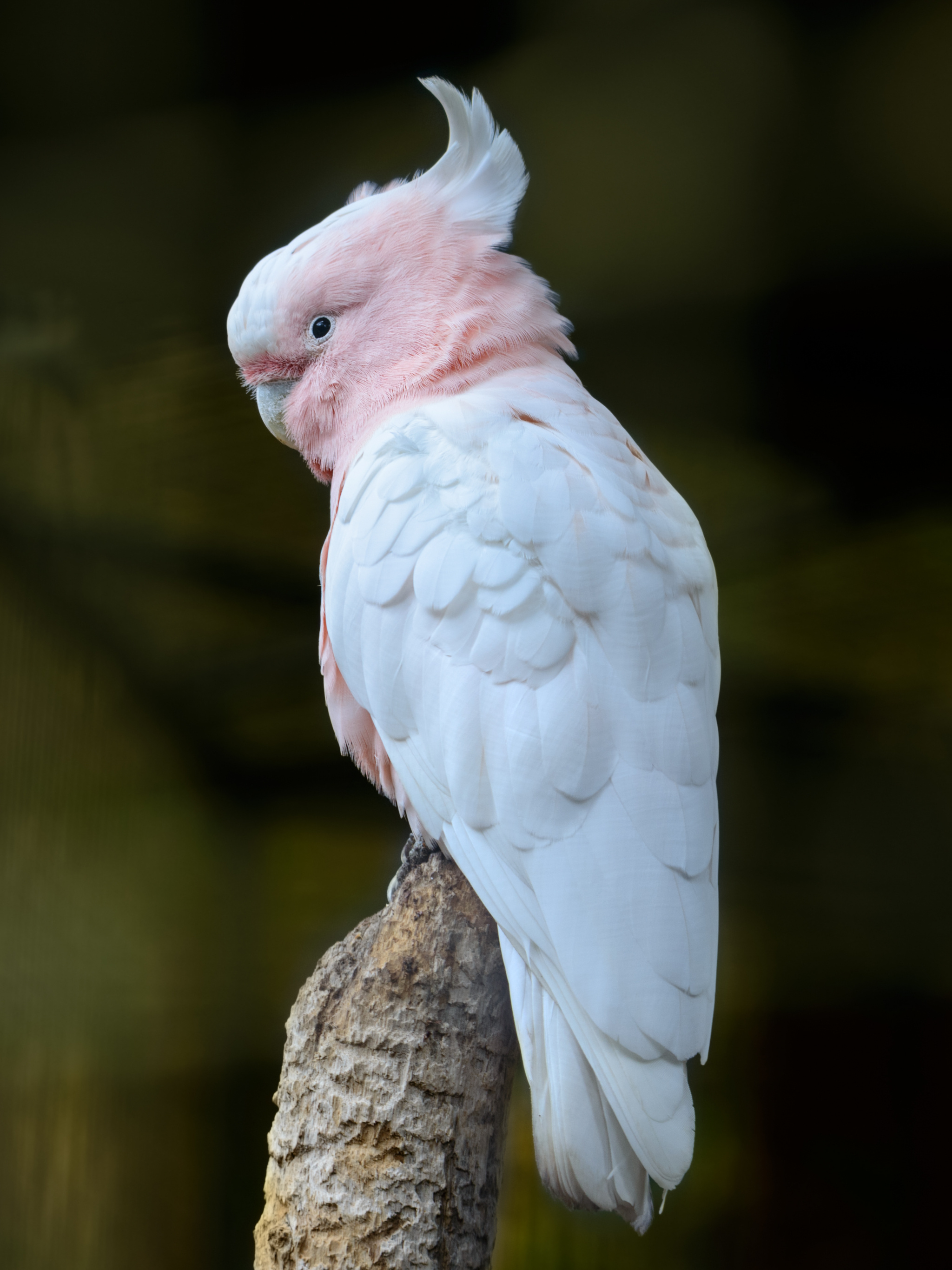 Pink cockatoo parrot, High quality backgrounds, Mobile wallpaper, Desktop view, 2050x2740 HD Phone