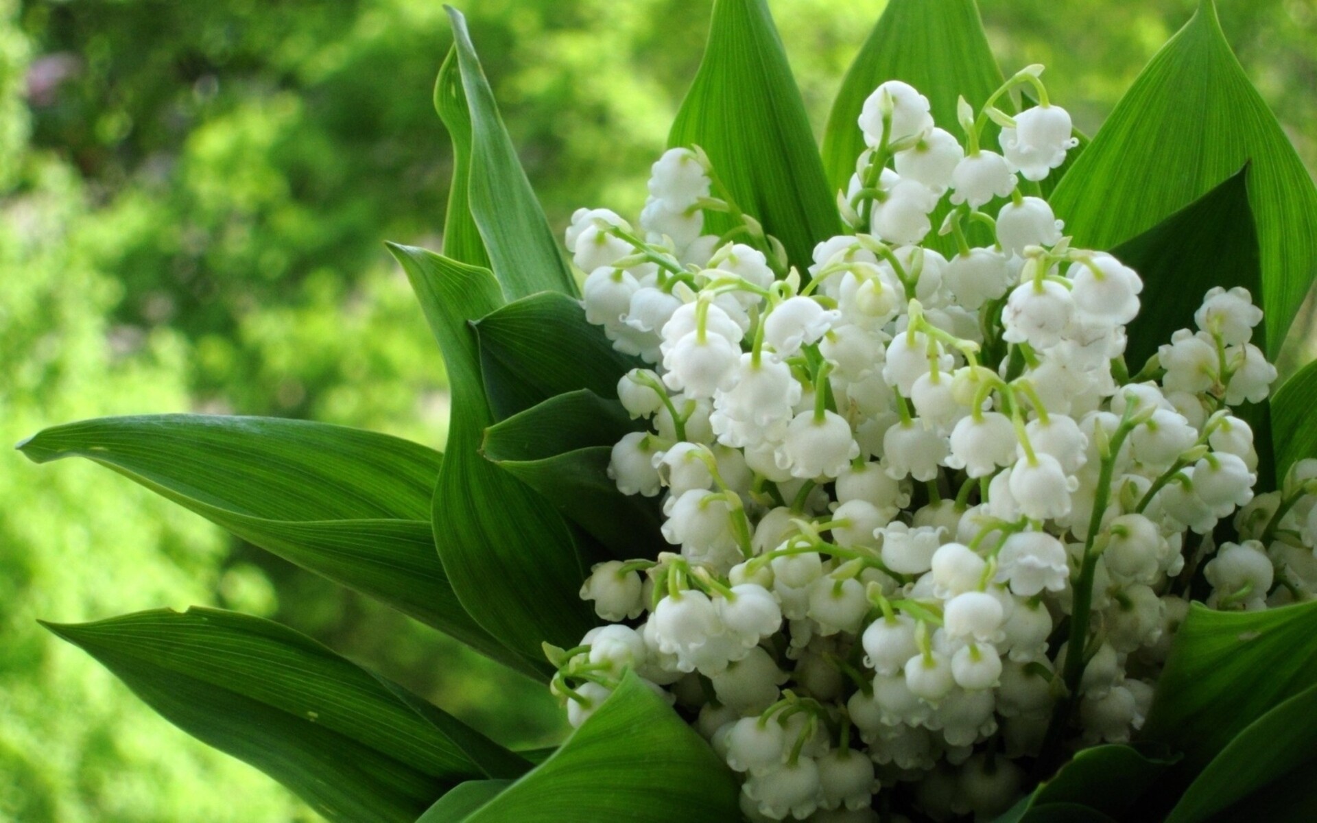 Lily of the Valley wallpaper, Nature beauty, Valley of Fire, Flower, 1920x1200 HD Desktop