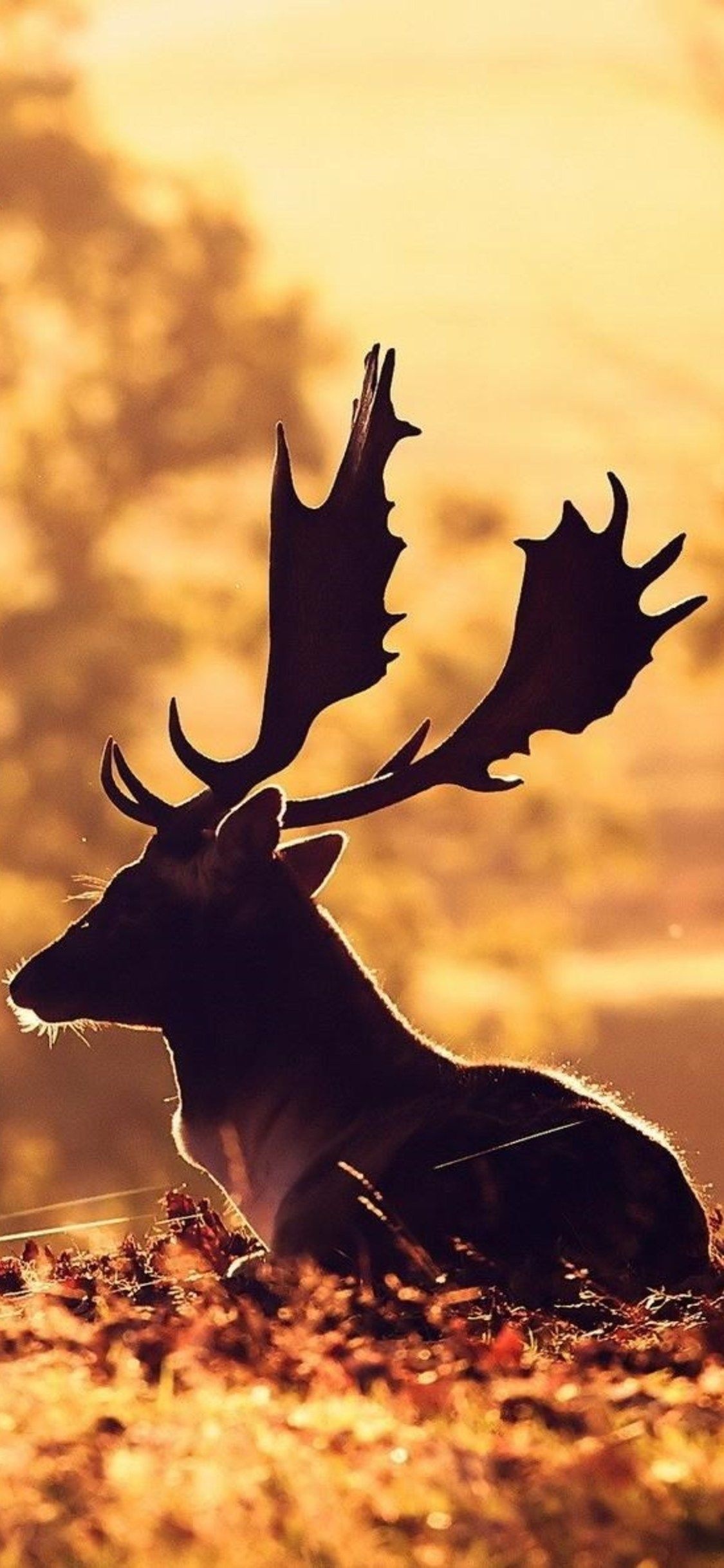 Artistic moose, iPhone wallpapers, Digital excellence, Wildlife scenes, 1130x2440 HD Phone