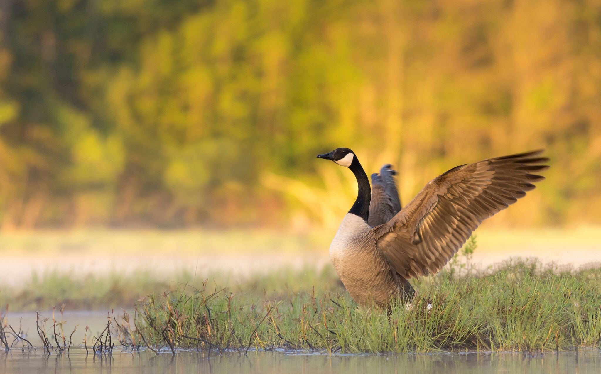 Top free geese wallpapers, Captivating backgrounds, Nature's wonders, Beauty in flight, 2050x1280 HD Desktop