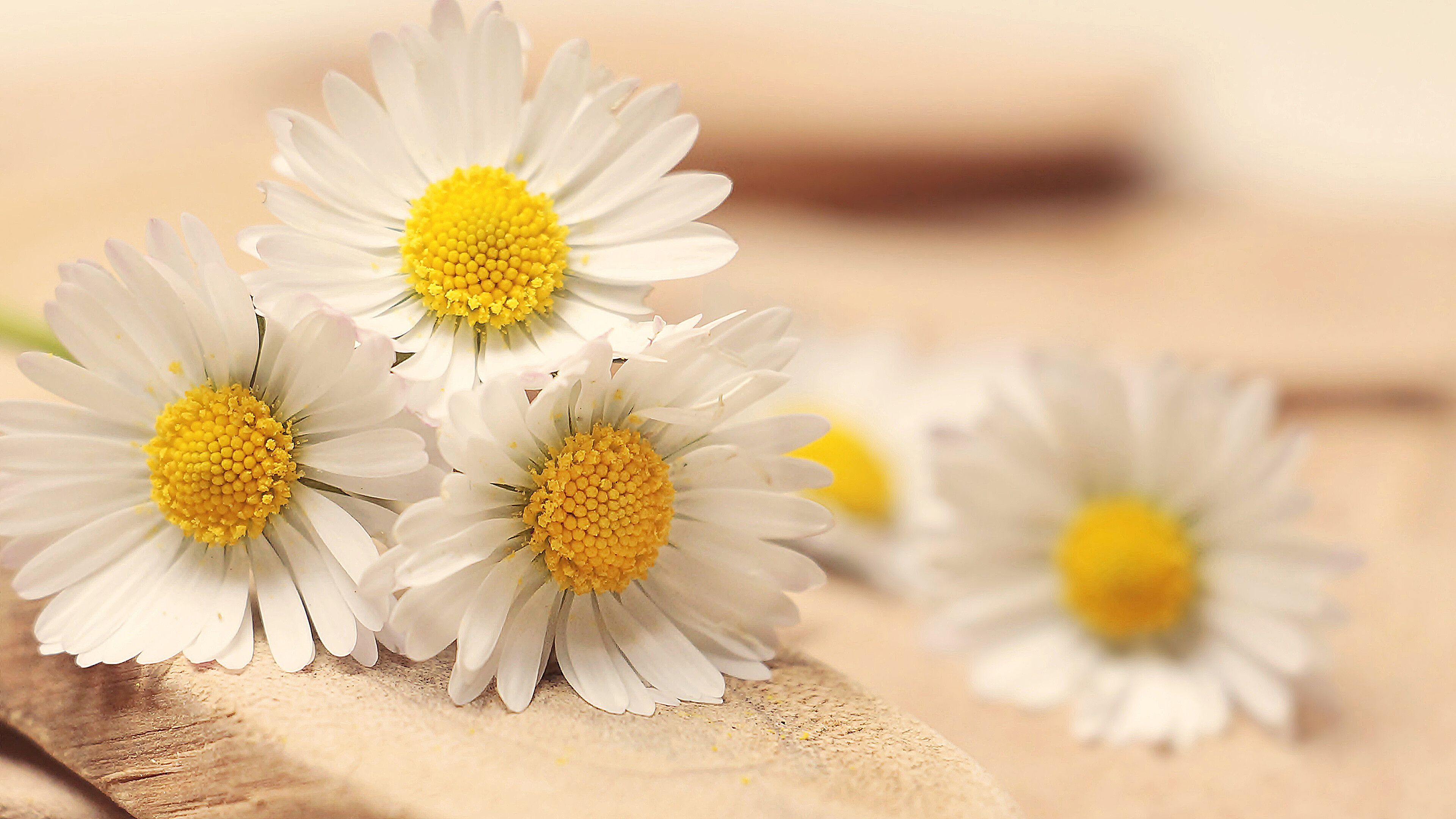 Daisy days, 4K wallpaper, UHD delight, Nature's masterpiece, 3840x2160 4K Desktop