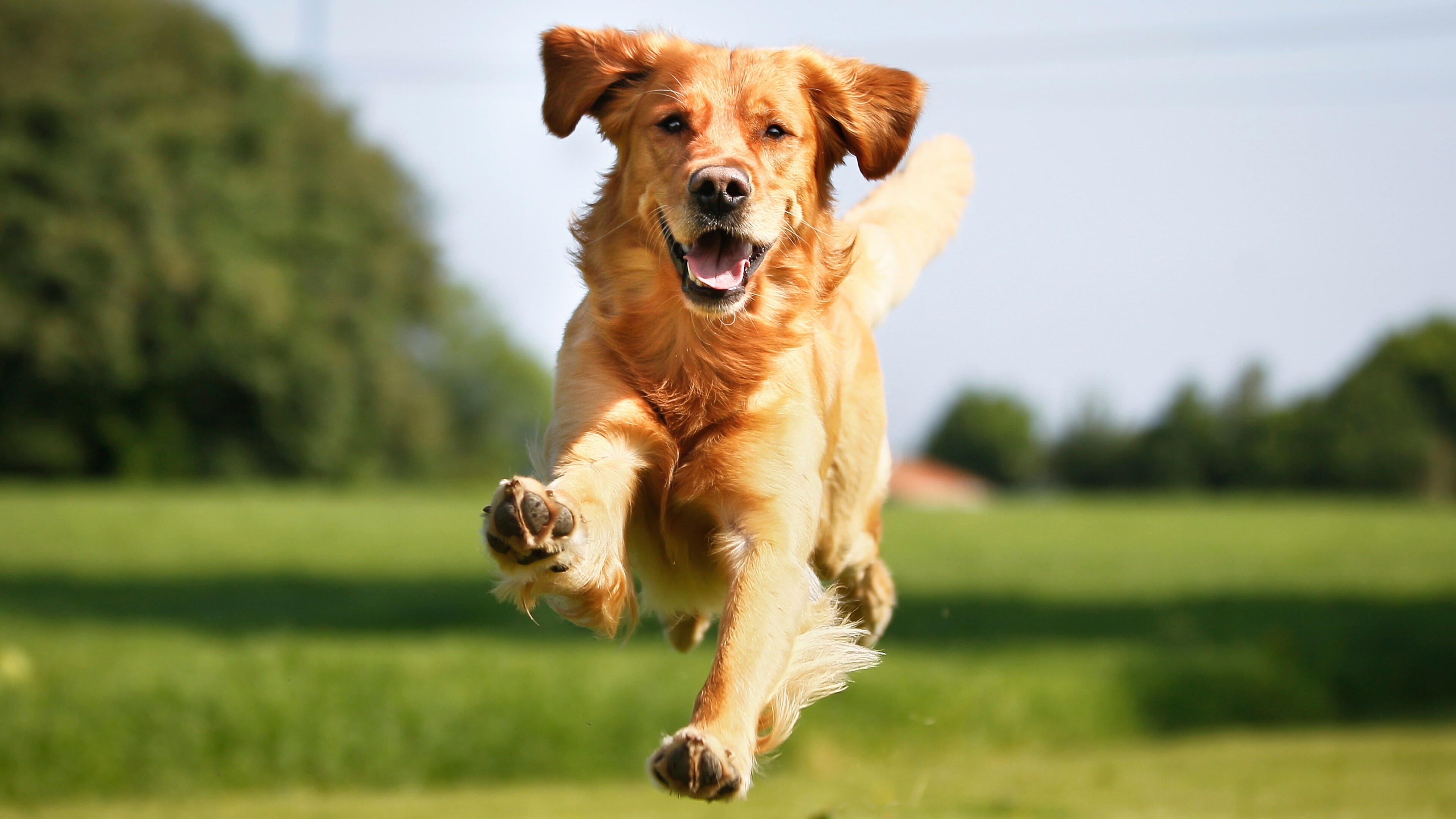 Golden Retrievers