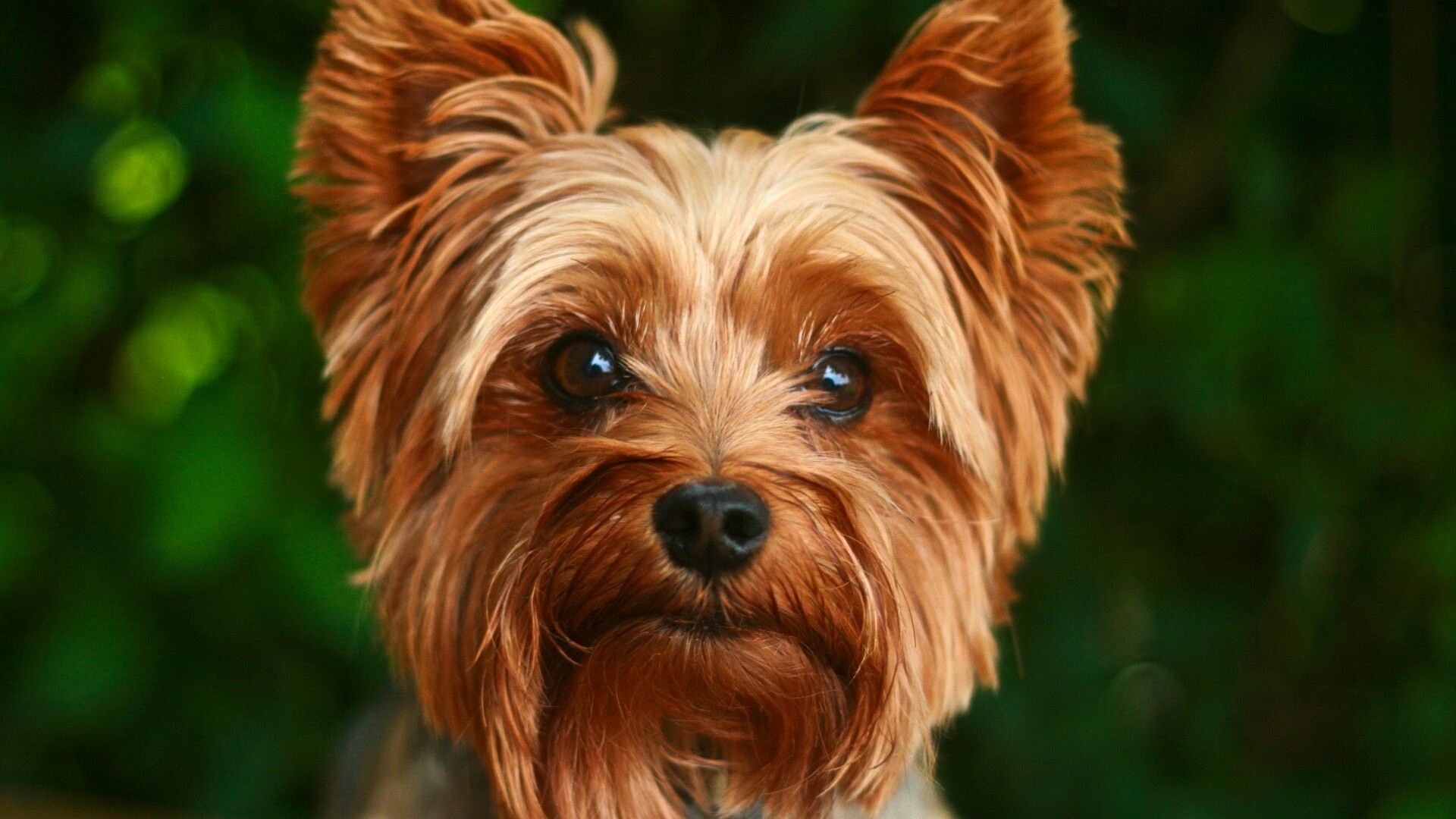 Yorkshire Terrier, Dog breed information, 1920x1080 Full HD Desktop