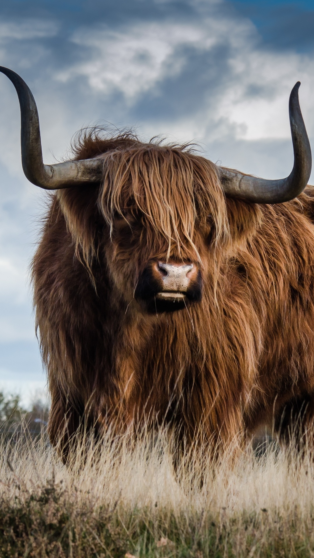 Bull, Strong and majestic, Fierce determination, Unforgettable power, 1080x1920 Full HD Phone