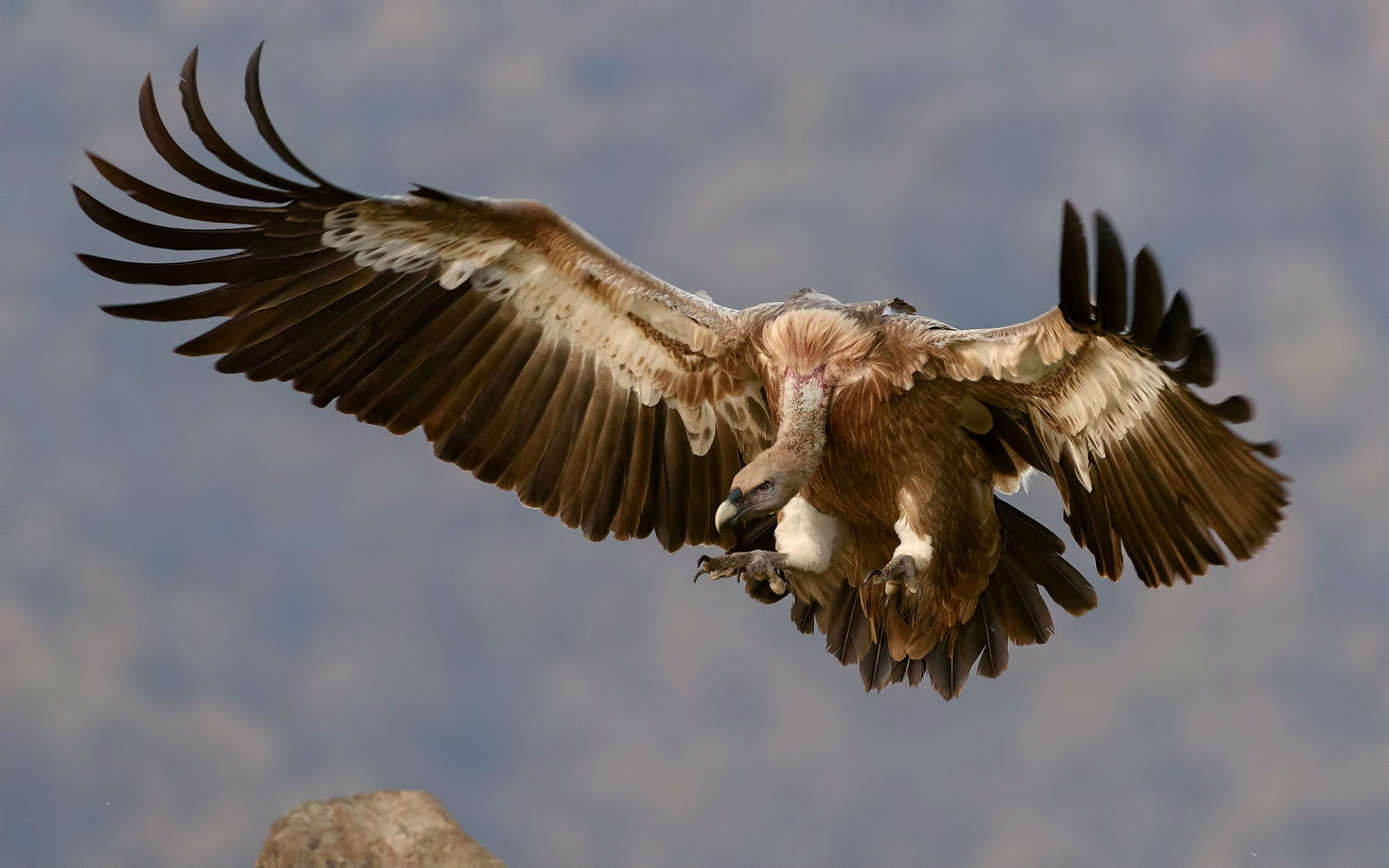 Griffon Vulture HD, Wallpapers backgrounds, Captivating images, 2880x1800 HD Desktop