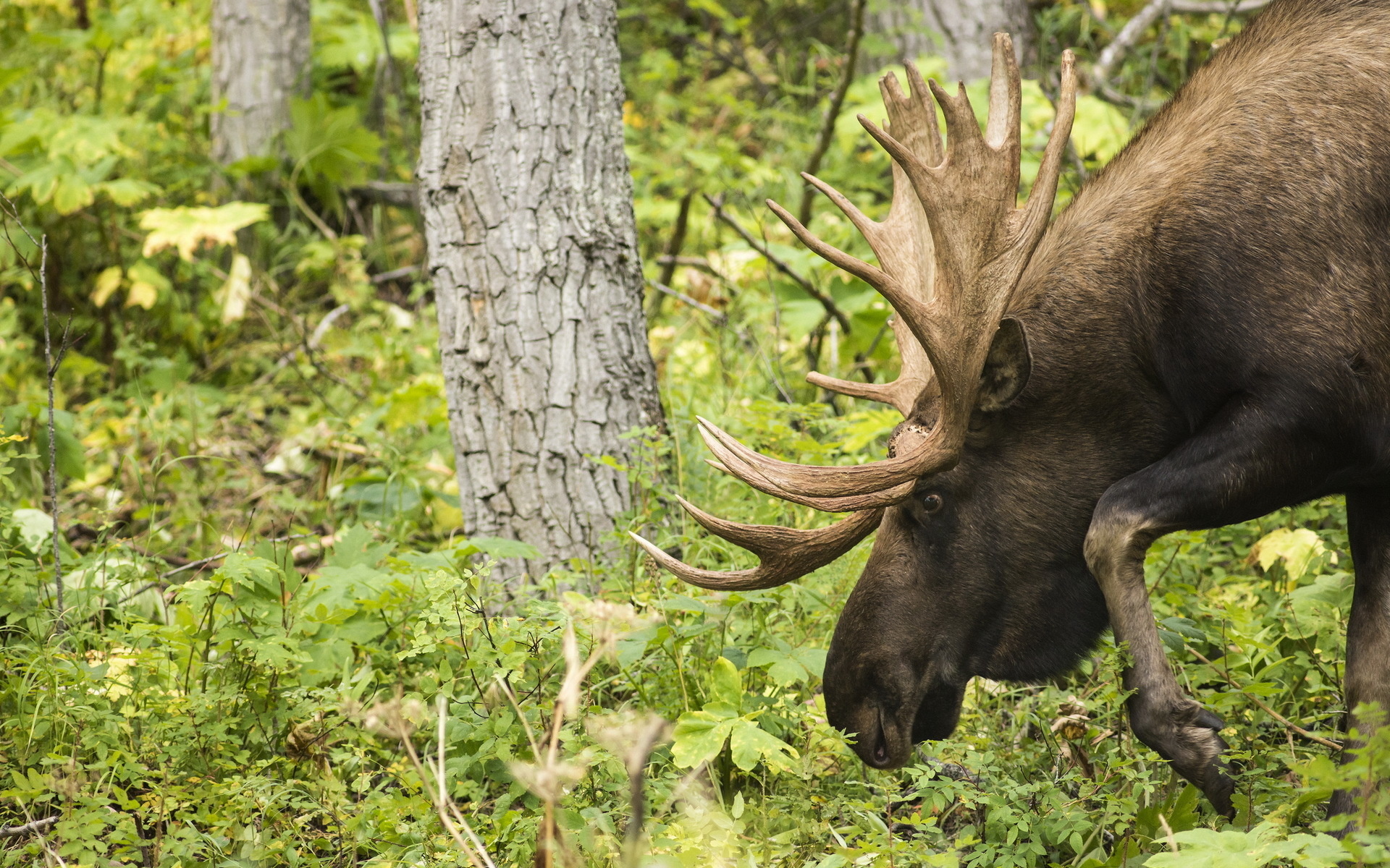 Impressive horns, Stunning animal wallpapers, HD backgrounds, Mobile inspiration, 1920x1200 HD Desktop