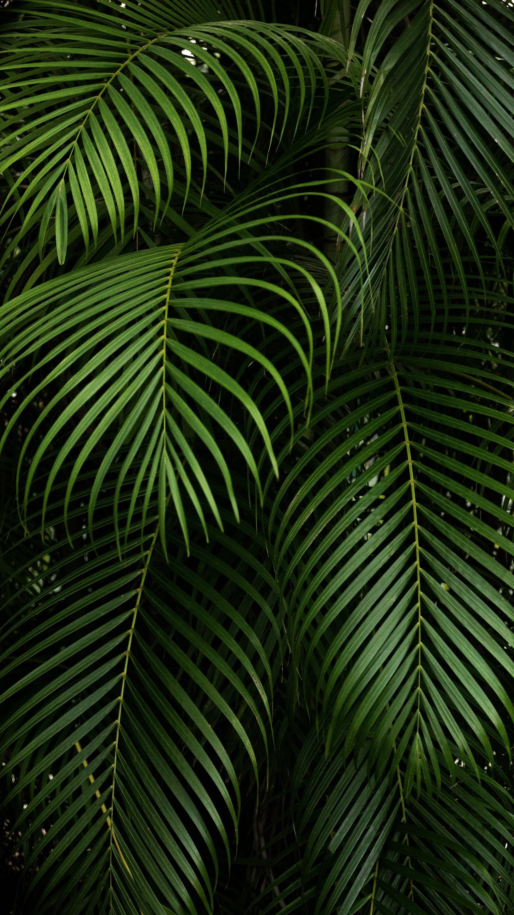 Areca palm, Go Green Wallpaper, 2160x3840 4K Phone