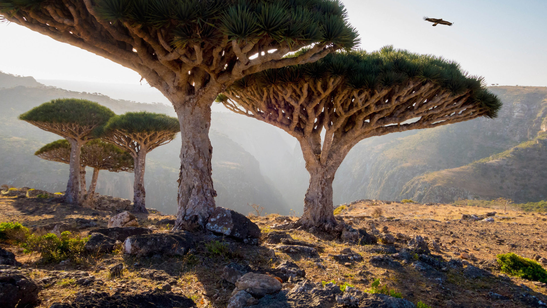 Dragons Blood Trees, Yemen, Impressive flora, Natural beauty, 1920x1080 Full HD Desktop