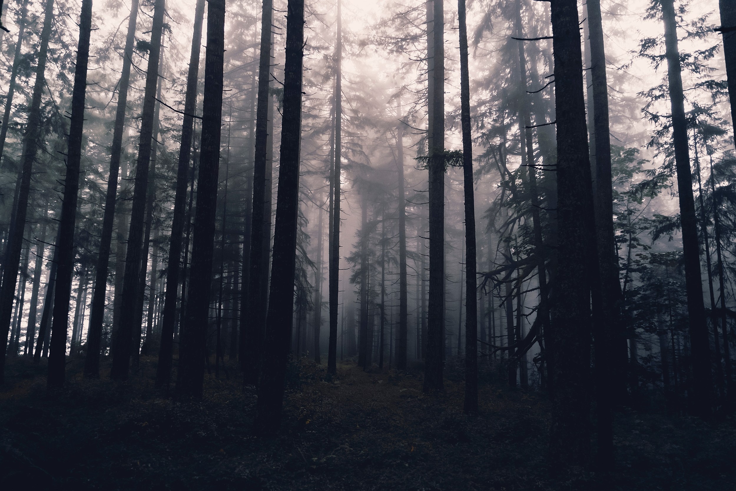 Haunted Forest, Eerie atmosphere, Spooky destination, Paranormal activity, 2500x1670 HD Desktop