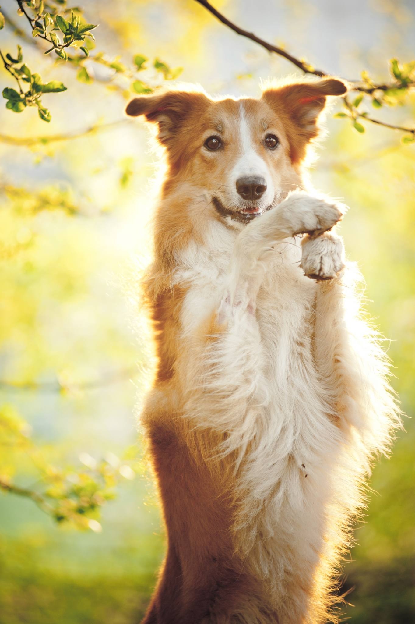 Border Collies, Popular family dogs, Versatile breed, 1370x2050 HD Phone