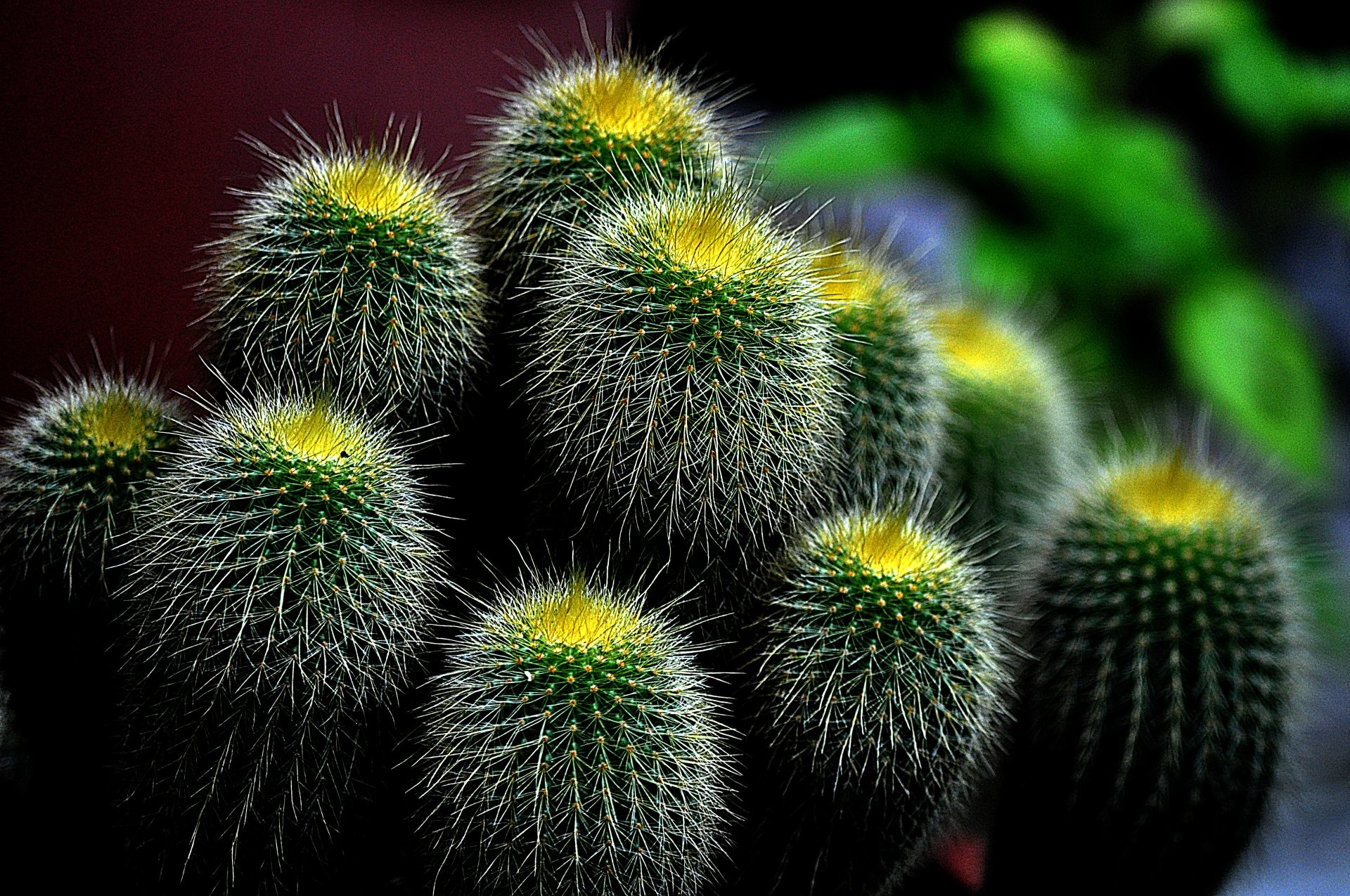 The lemon ball, Cactus Wallpaper, 1920x1280 HD Desktop