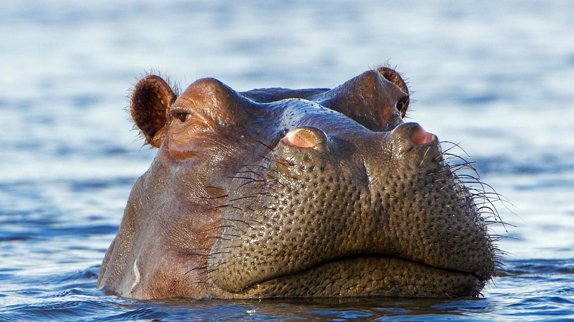 Hippopotamus, Aquatic animal, Wildlife, Nature wallpapers, 1920x1080 Full HD Desktop