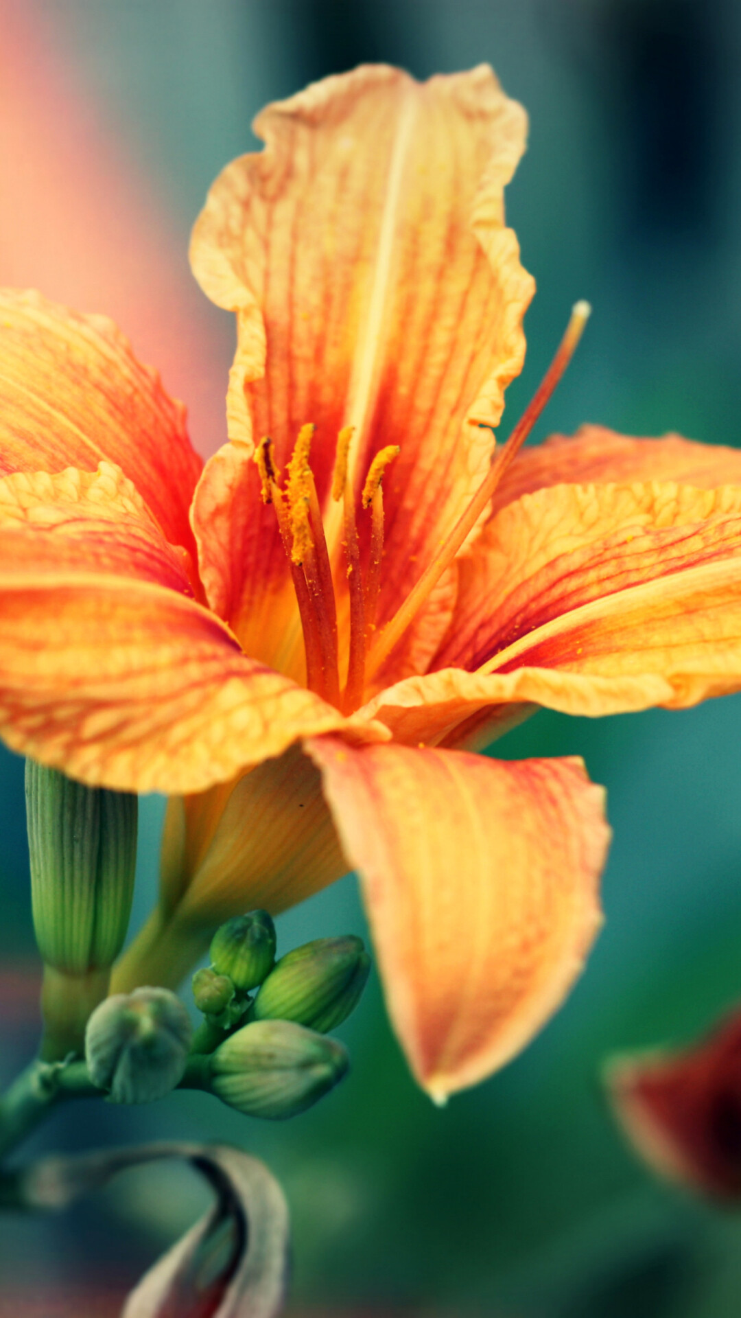 Orange lily wallpaper, iPhone 6 Plus, Bright and bold, Nature, 1080x1920 Full HD Phone