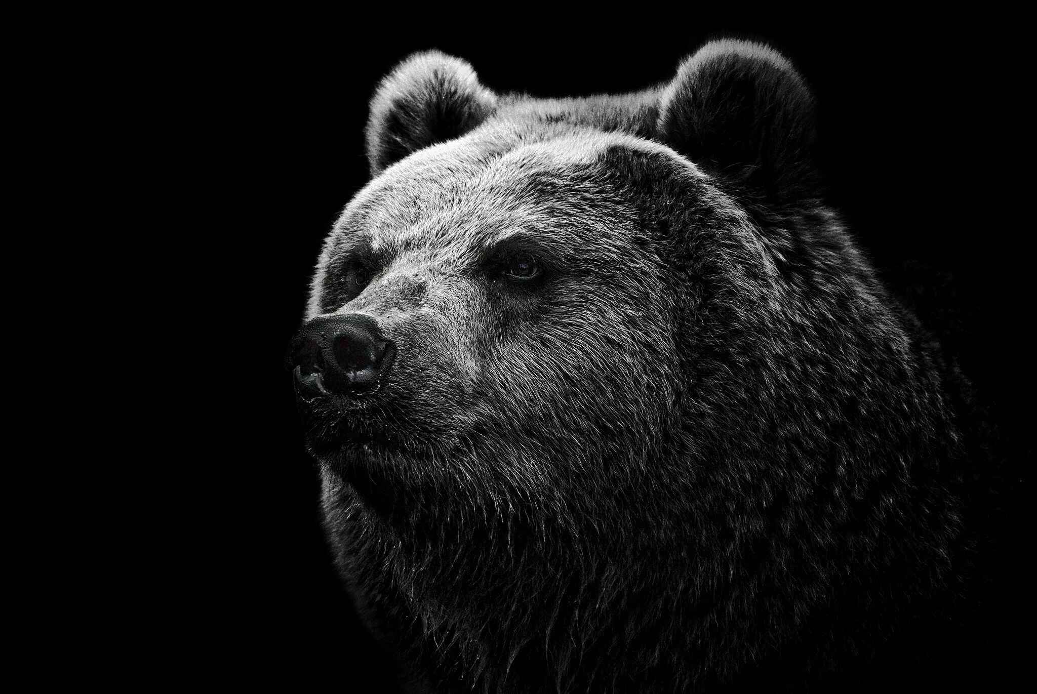 Dark bear, Top background, Mysterious creature, Wildlife photography, 2050x1380 HD Desktop