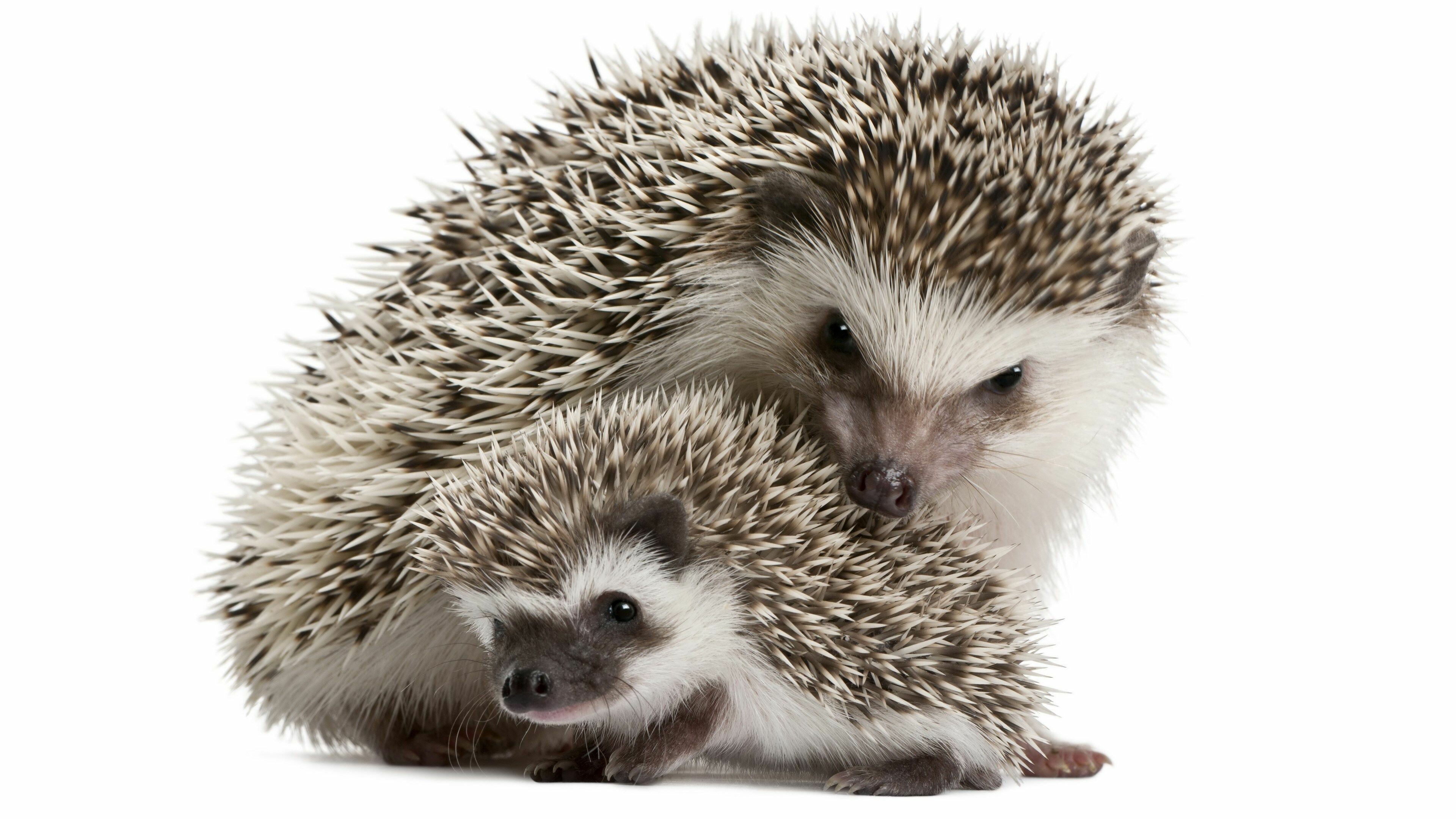 Mother and baby, Hedgehogs Wallpaper, 3840x2160 4K Desktop