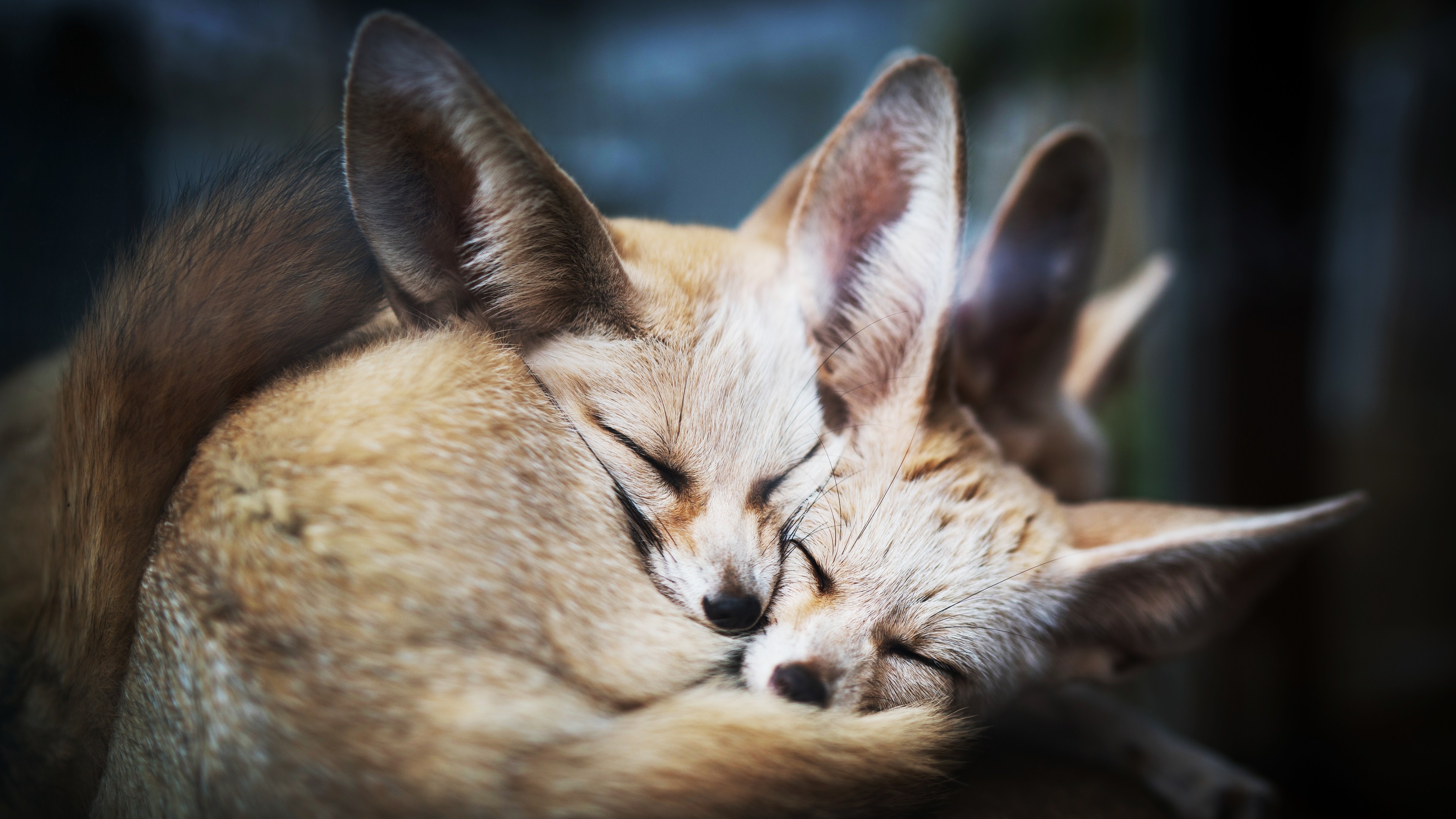 Couple, Fennec Fox Wallpaper, 3840x2160 4K Desktop