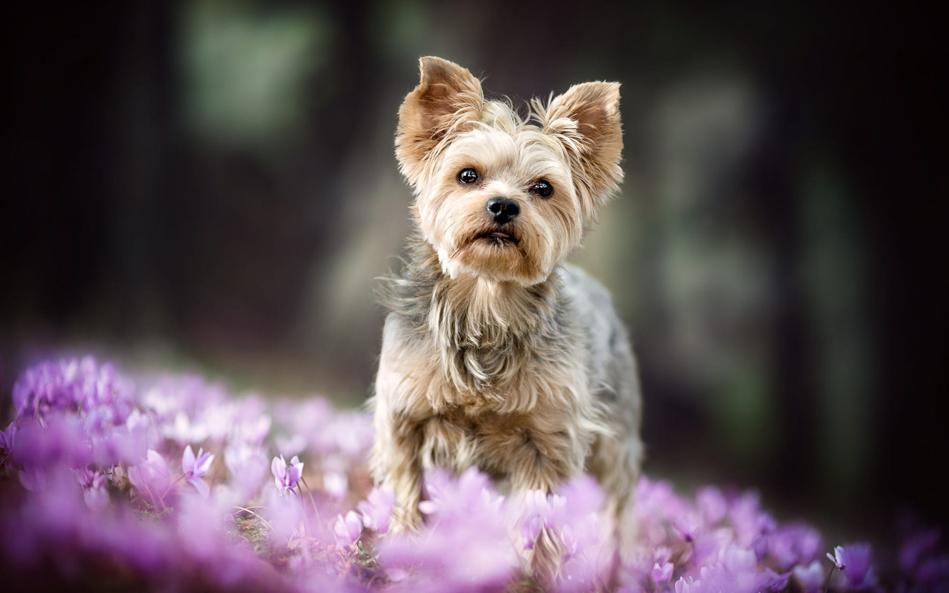 Yorkshire Terrier, Pets Wallpaper, 1920x1200 HD Desktop