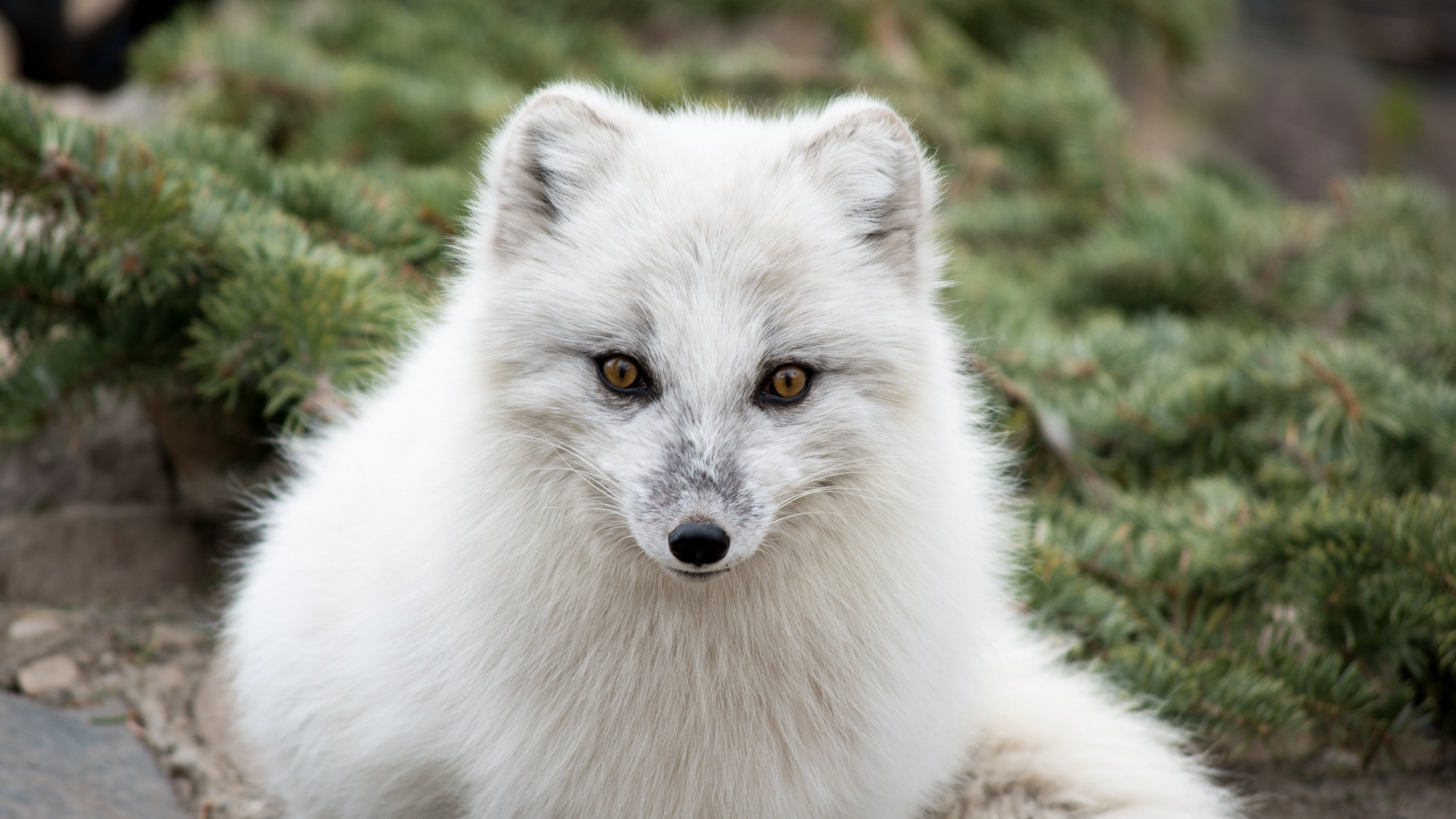 74 Pictures, Arctic Fox Wallpaper, 3840x2160 4K Desktop