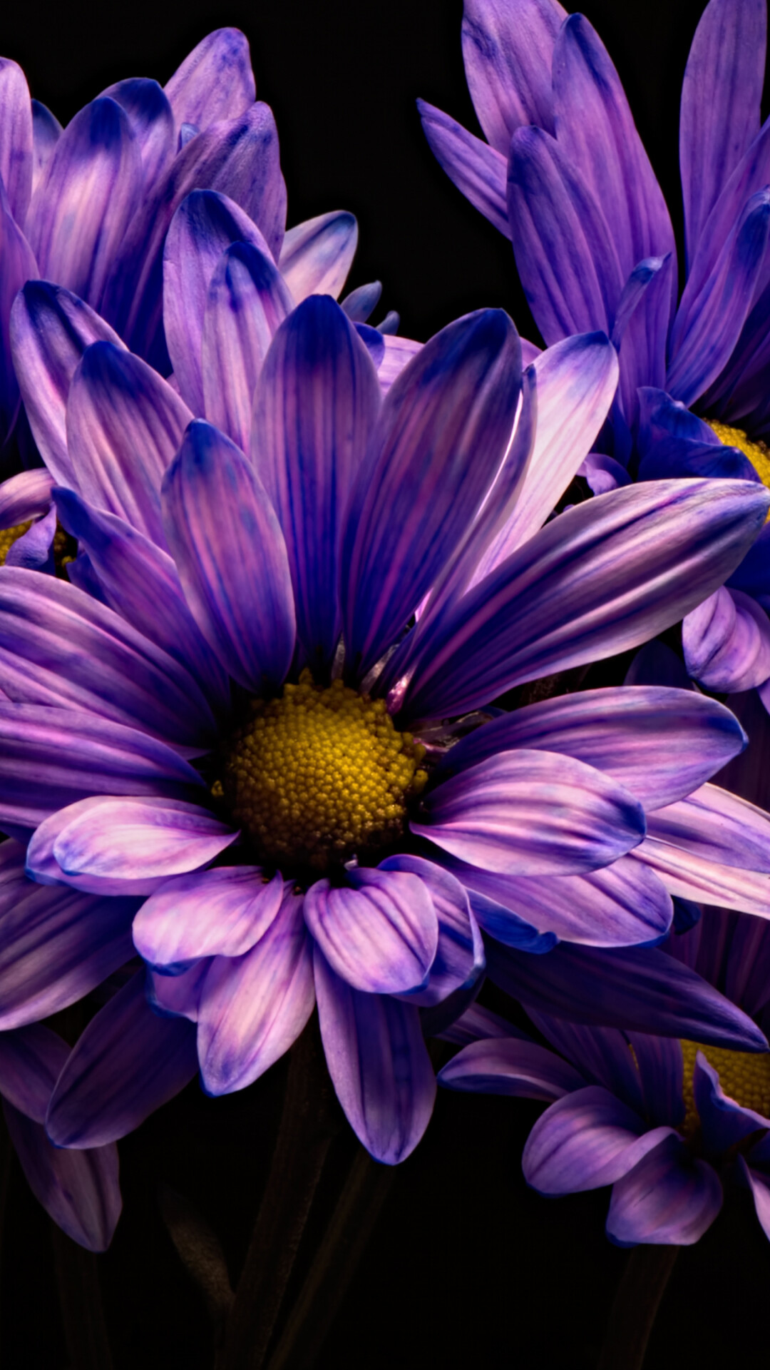 Violet chrysanthemum, UHD wallpaper, Stunning flower, Nature, 1080x1920 Full HD Phone