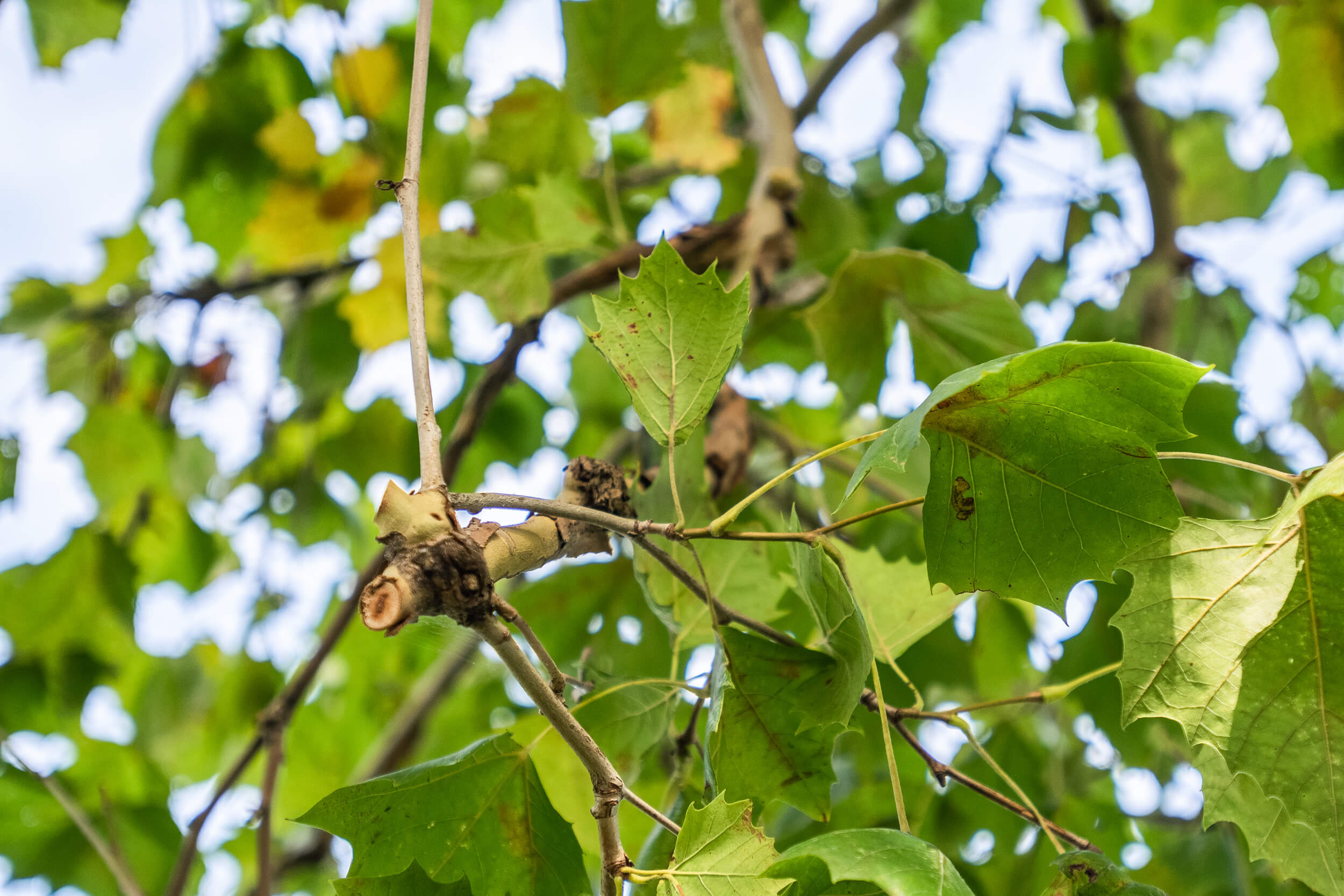 Sycamore Tree, Purdue Fort Wayne, 2500x1670 HD Desktop