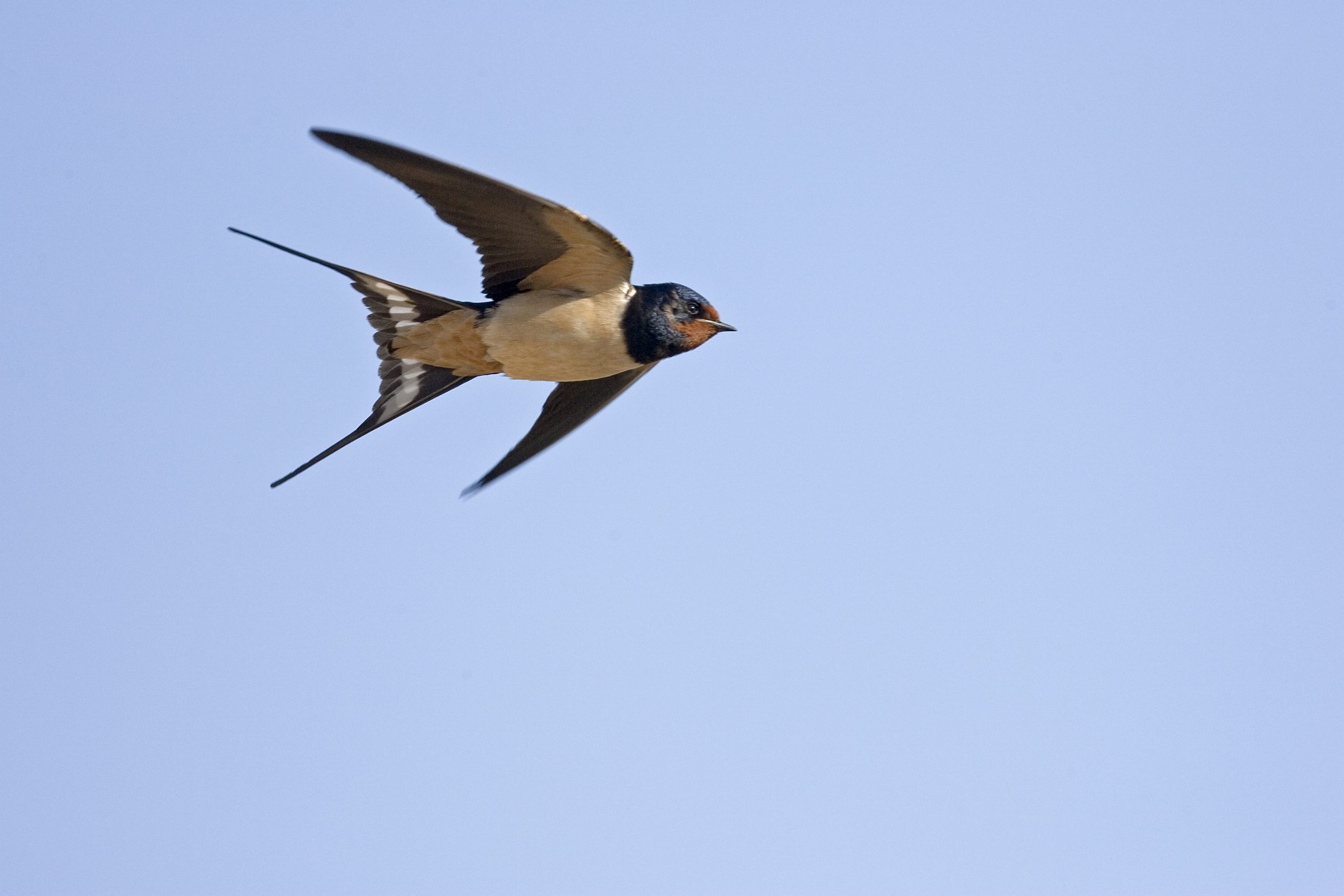 Flight, Swallow Wallpaper, 2560x1710 HD Desktop