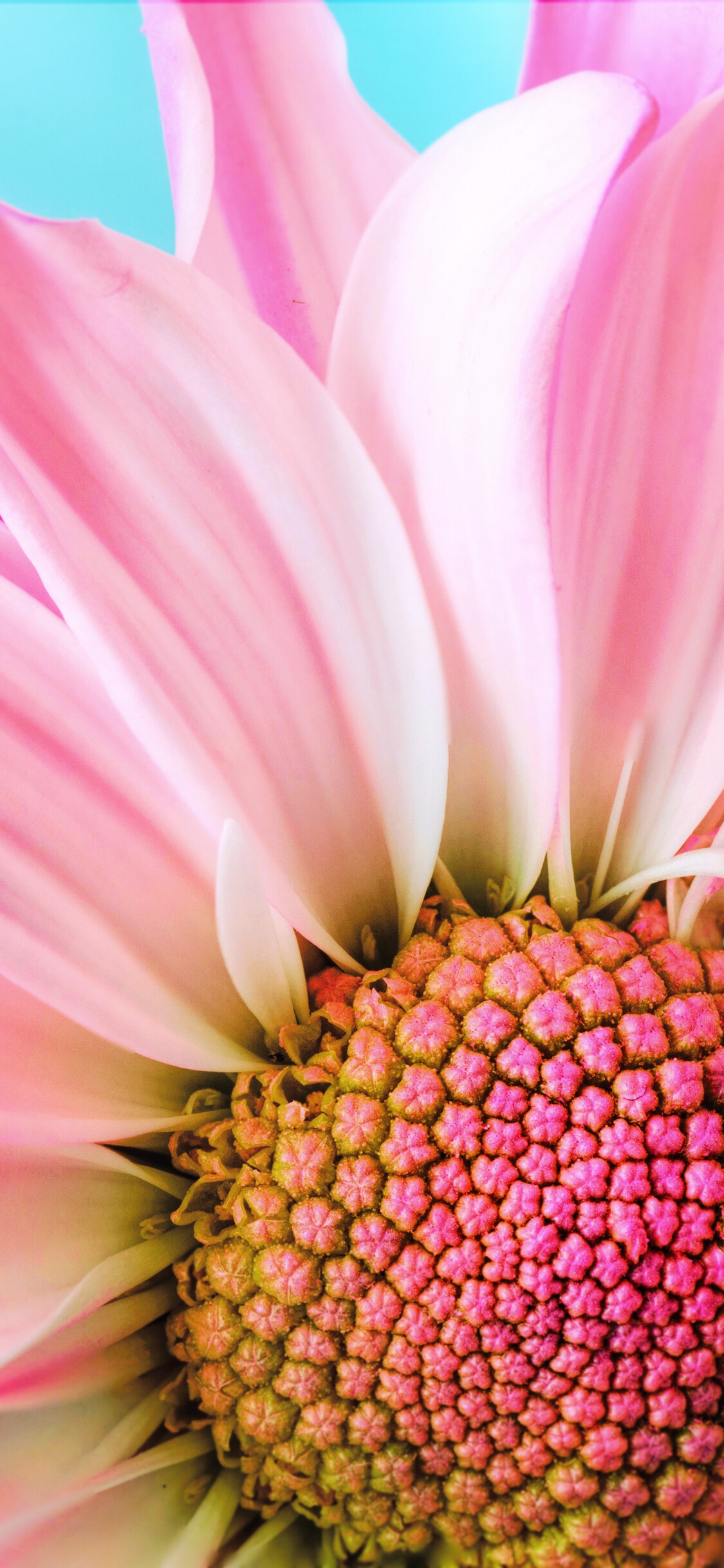 Close-up, Daisies Wallpaper, 1130x2440 HD Phone